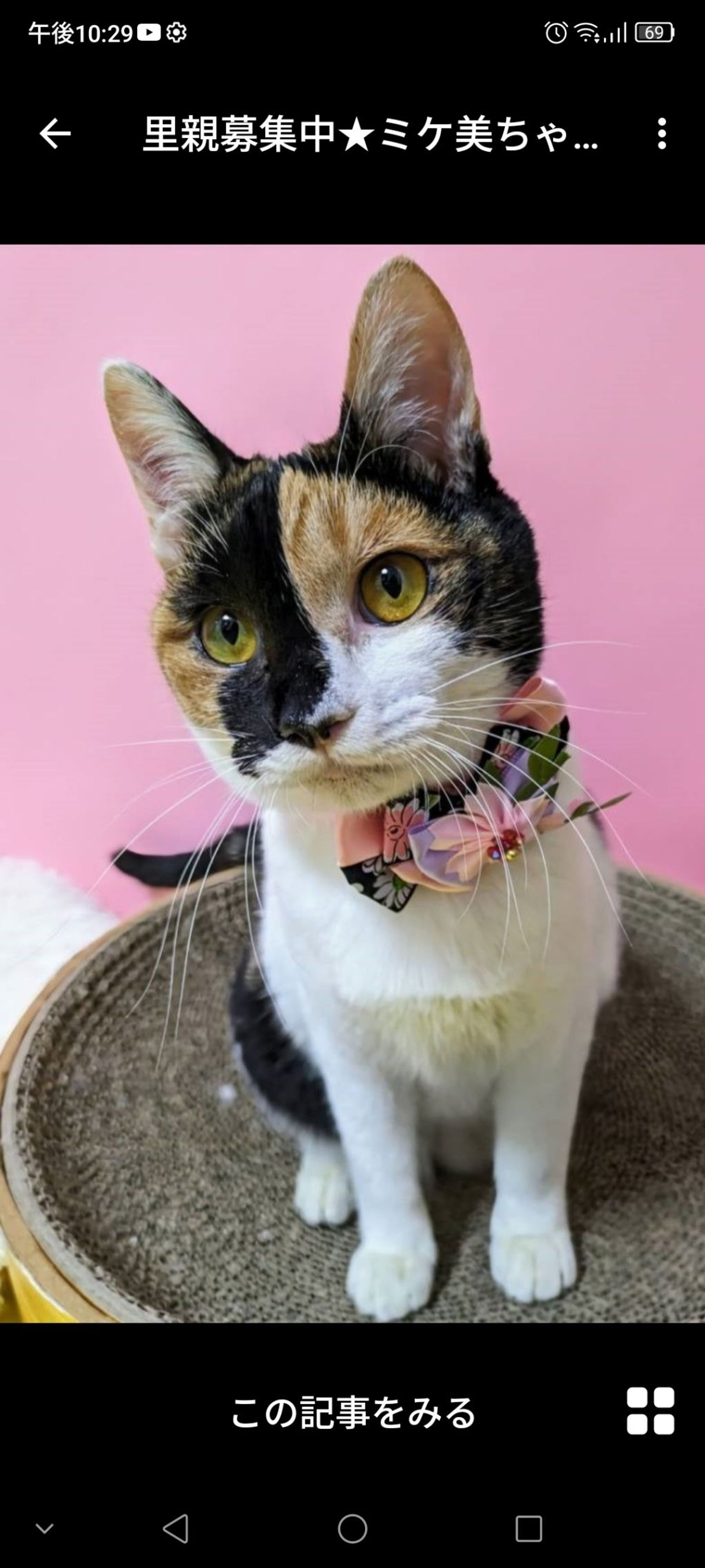 日本猫・メスの里親募集の写真