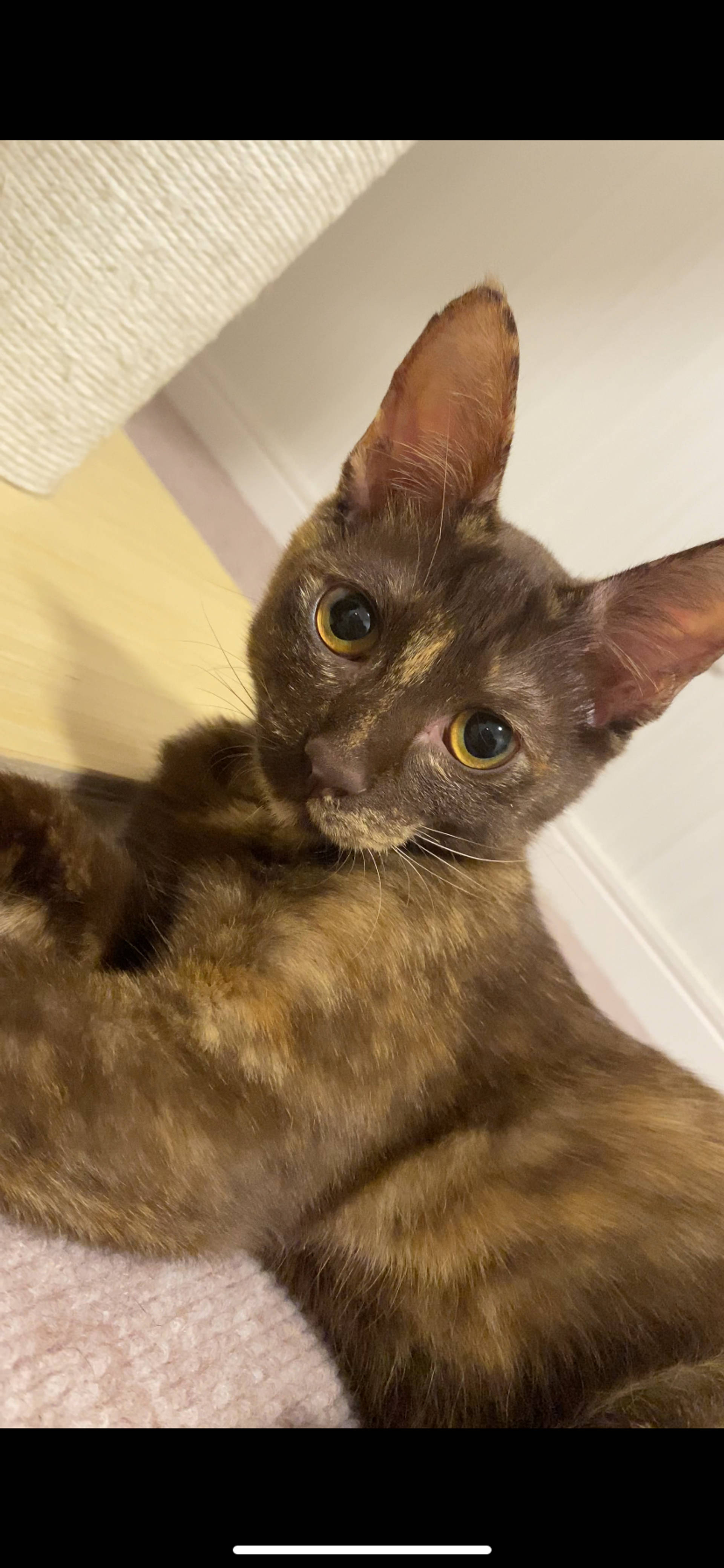 雑種（ミックス猫）・メスの里親募集の写真