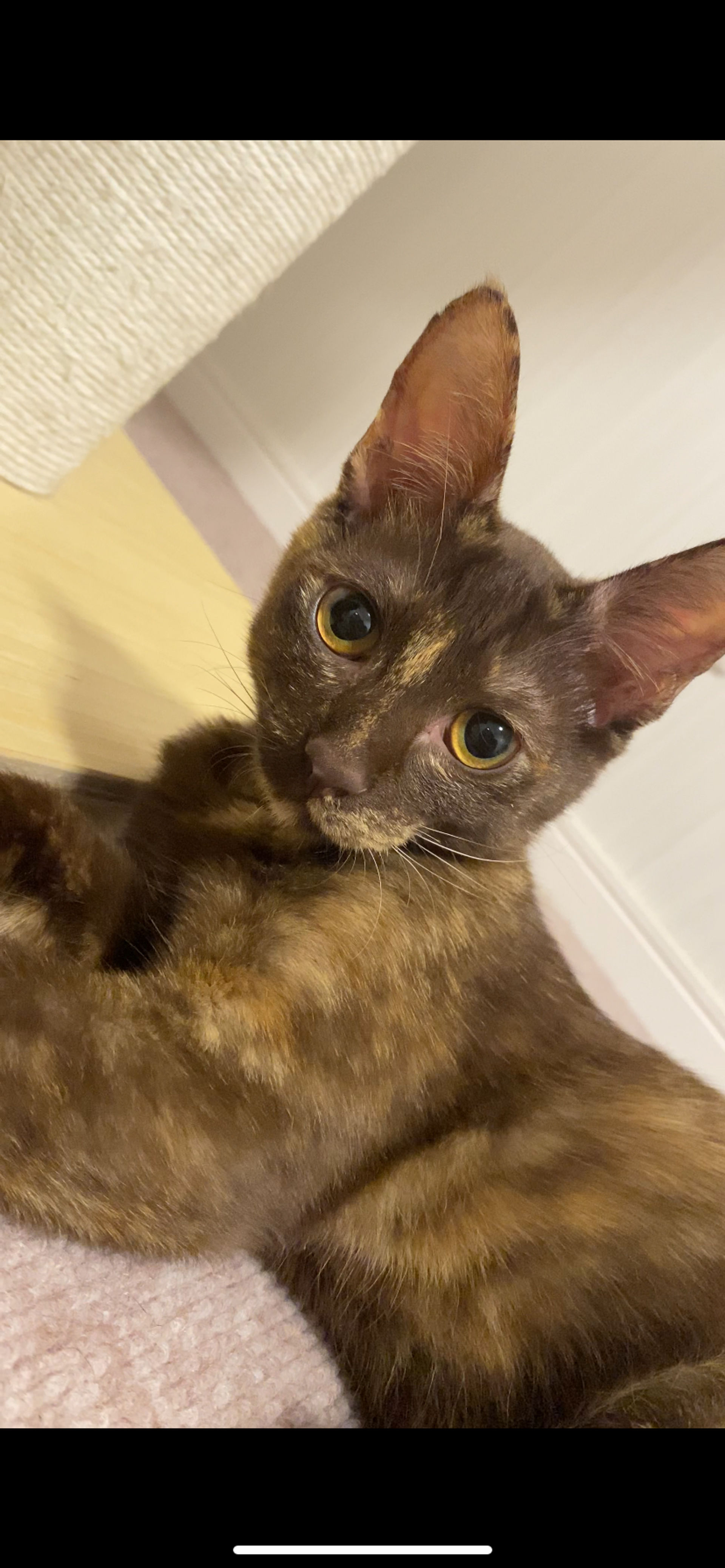 雑種（ミックス猫）・メスの里親募集の写真