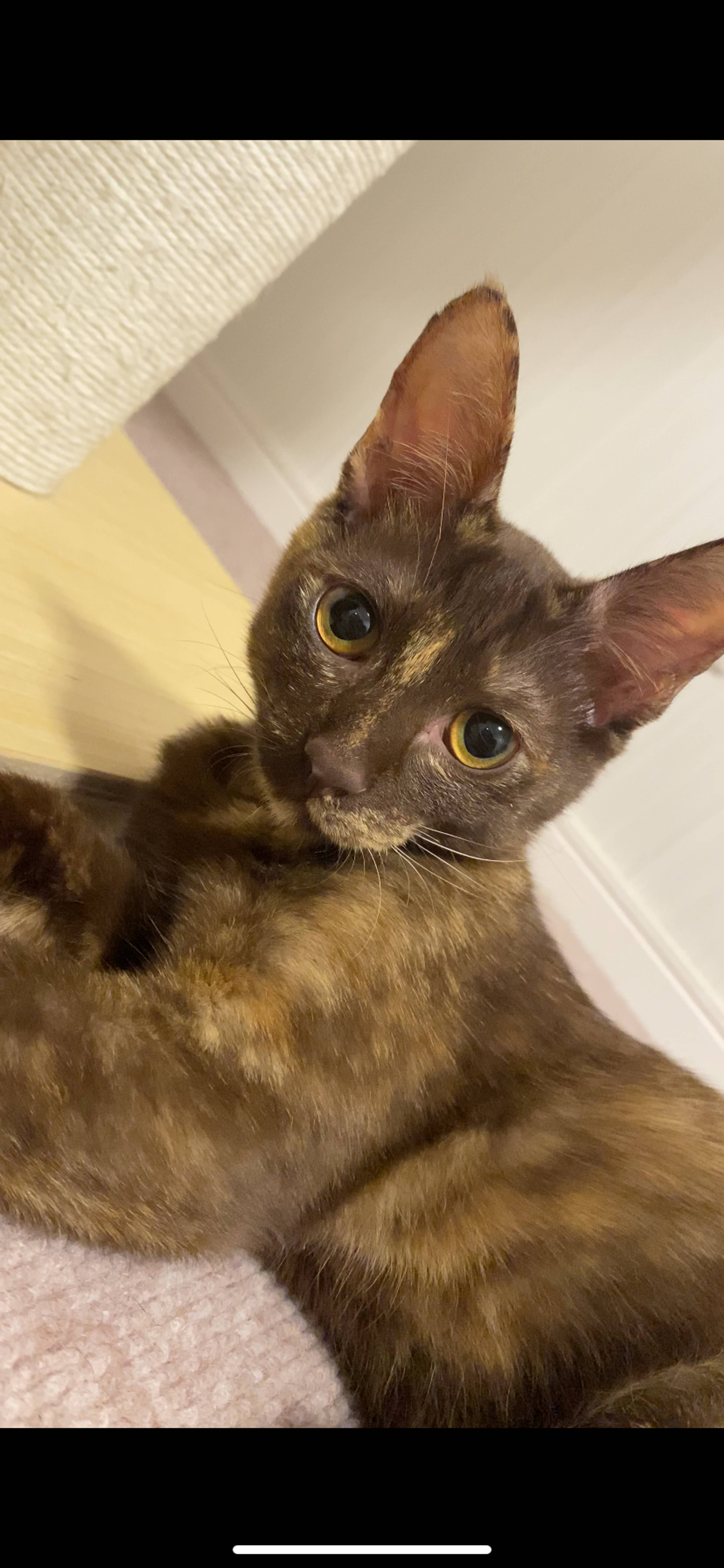 雑種（ミックス猫）・メスの里親募集の写真