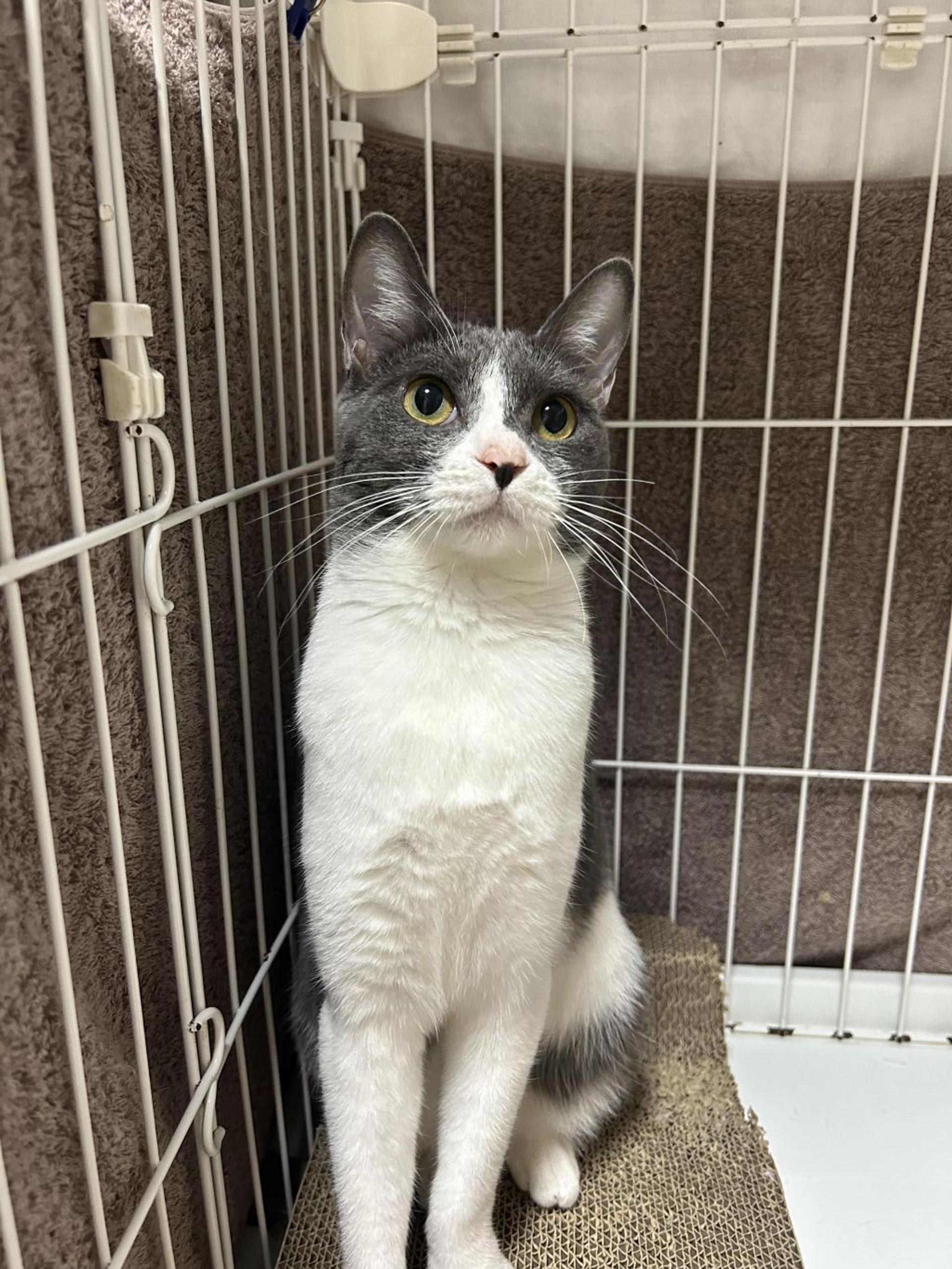 pet-image-9