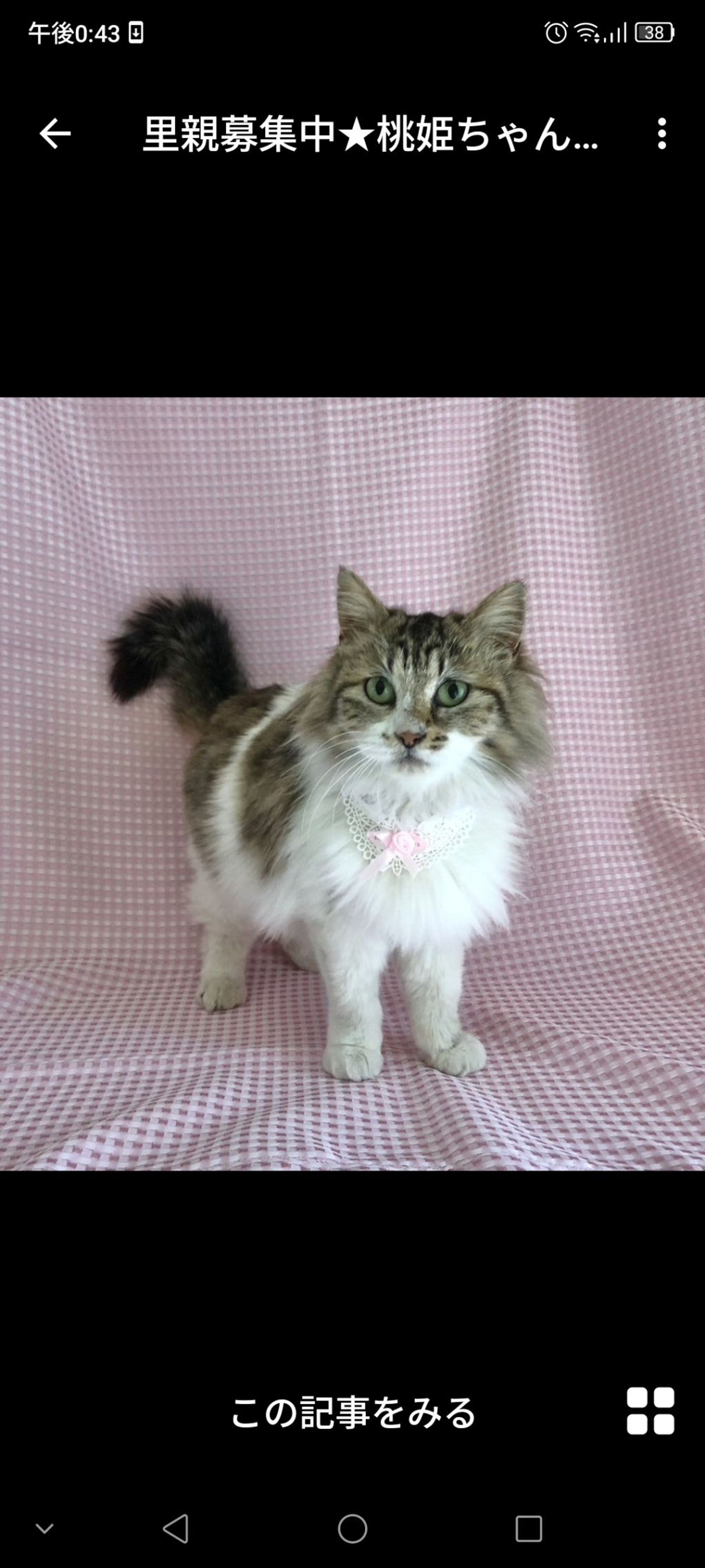 雑種（ミックス猫）・メスの里親募集の写真