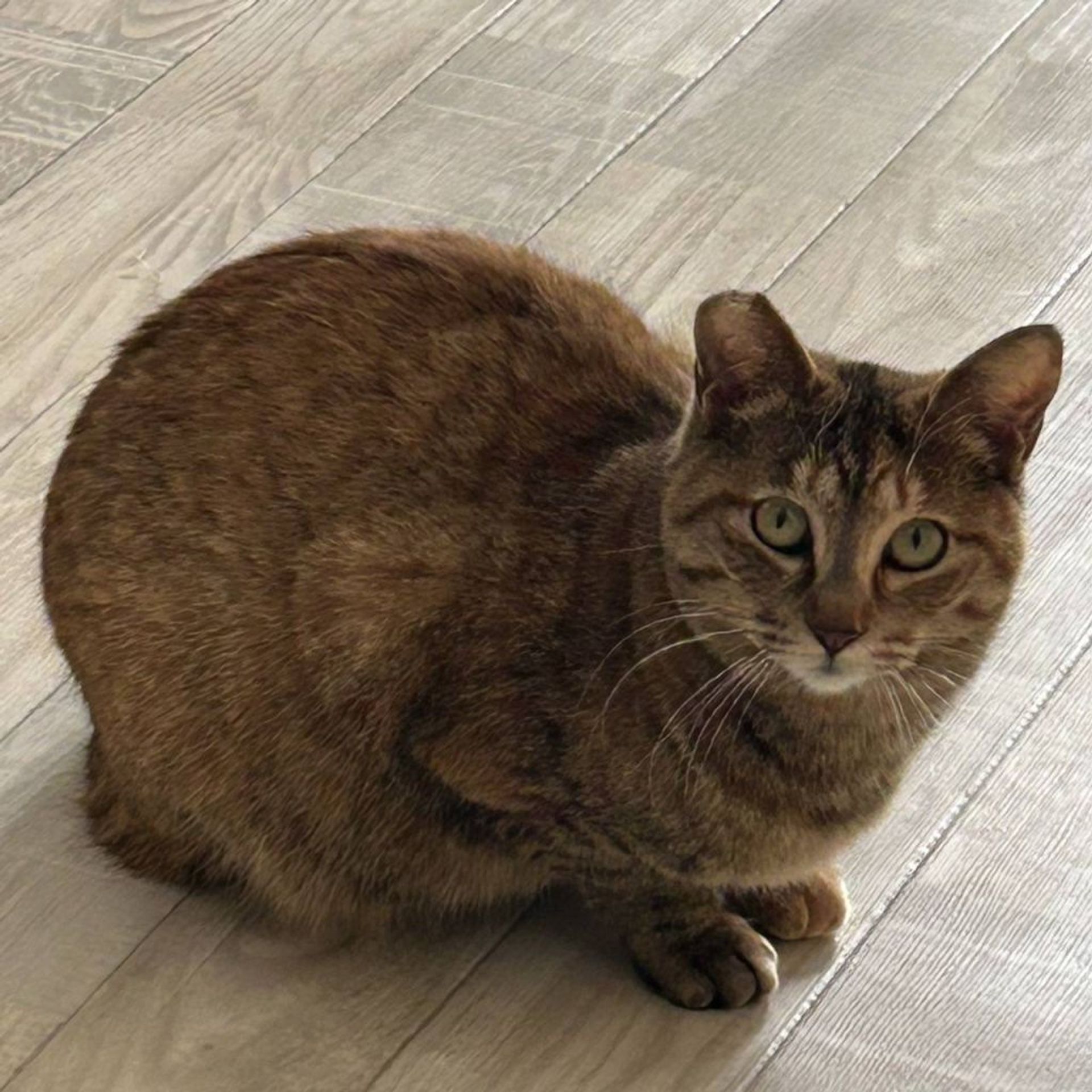 雑種（ミックス猫）・メスの里親募集の写真