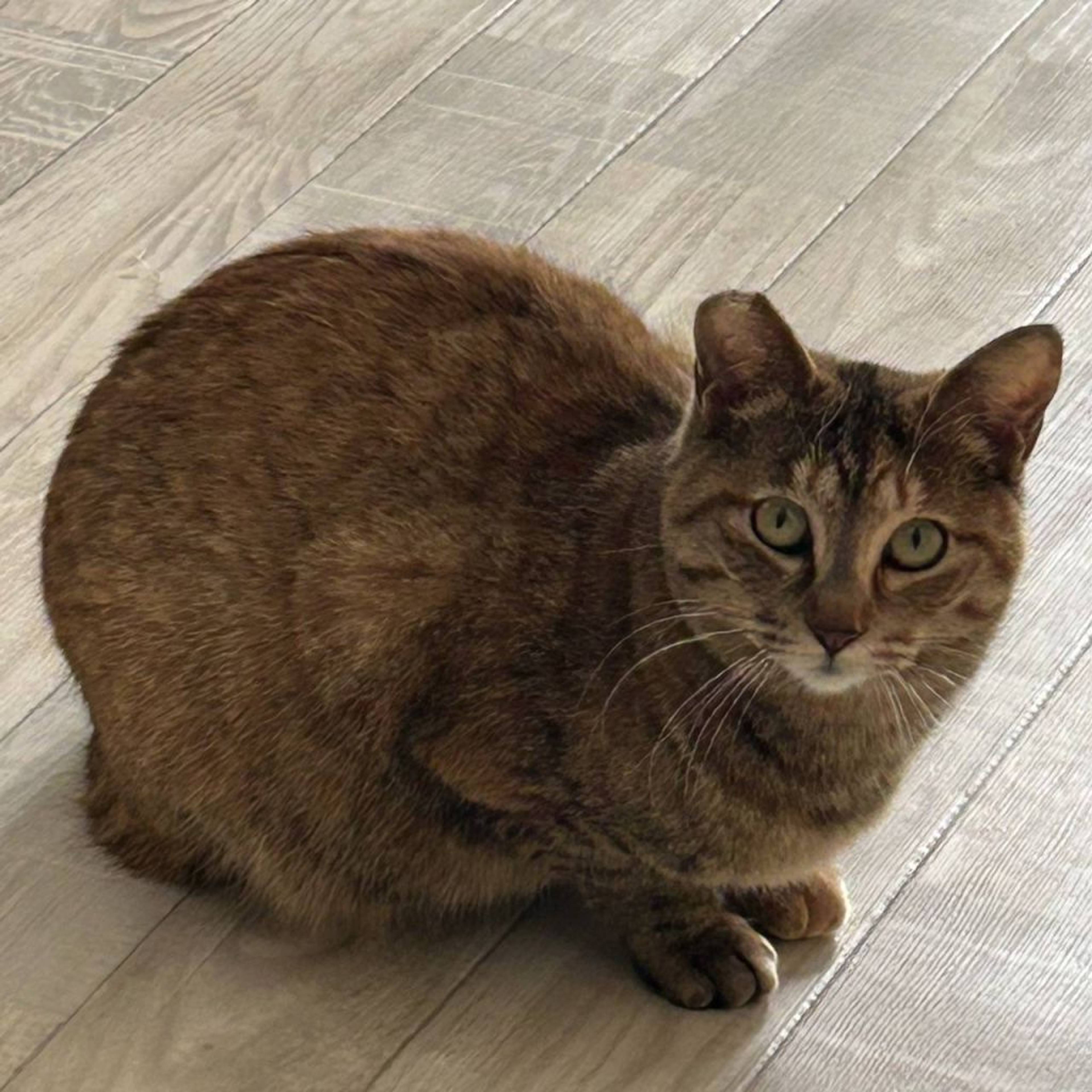 雑種（ミックス猫）・メスの里親募集の写真