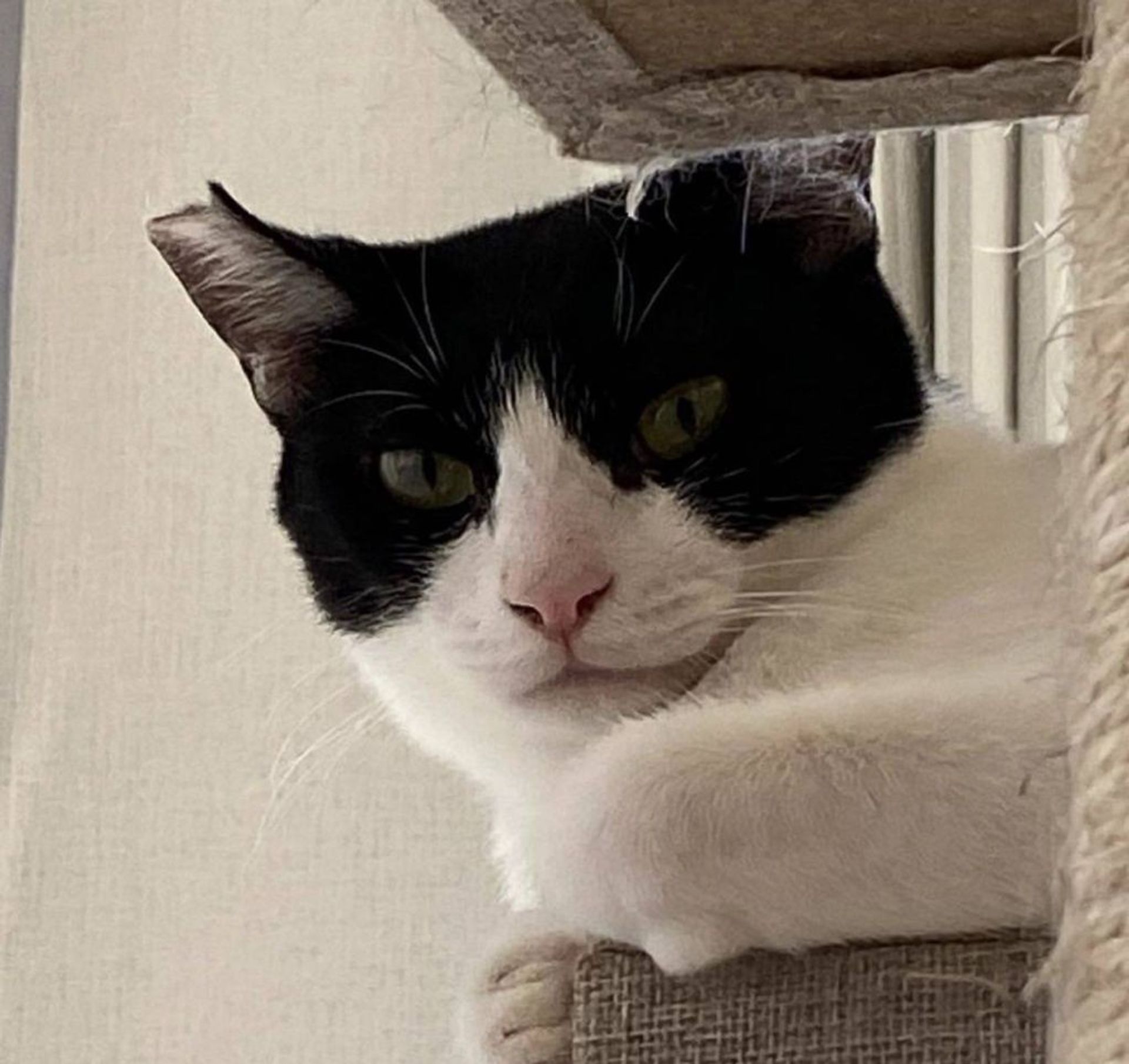 雑種（ミックス猫）・メスの里親募集の写真