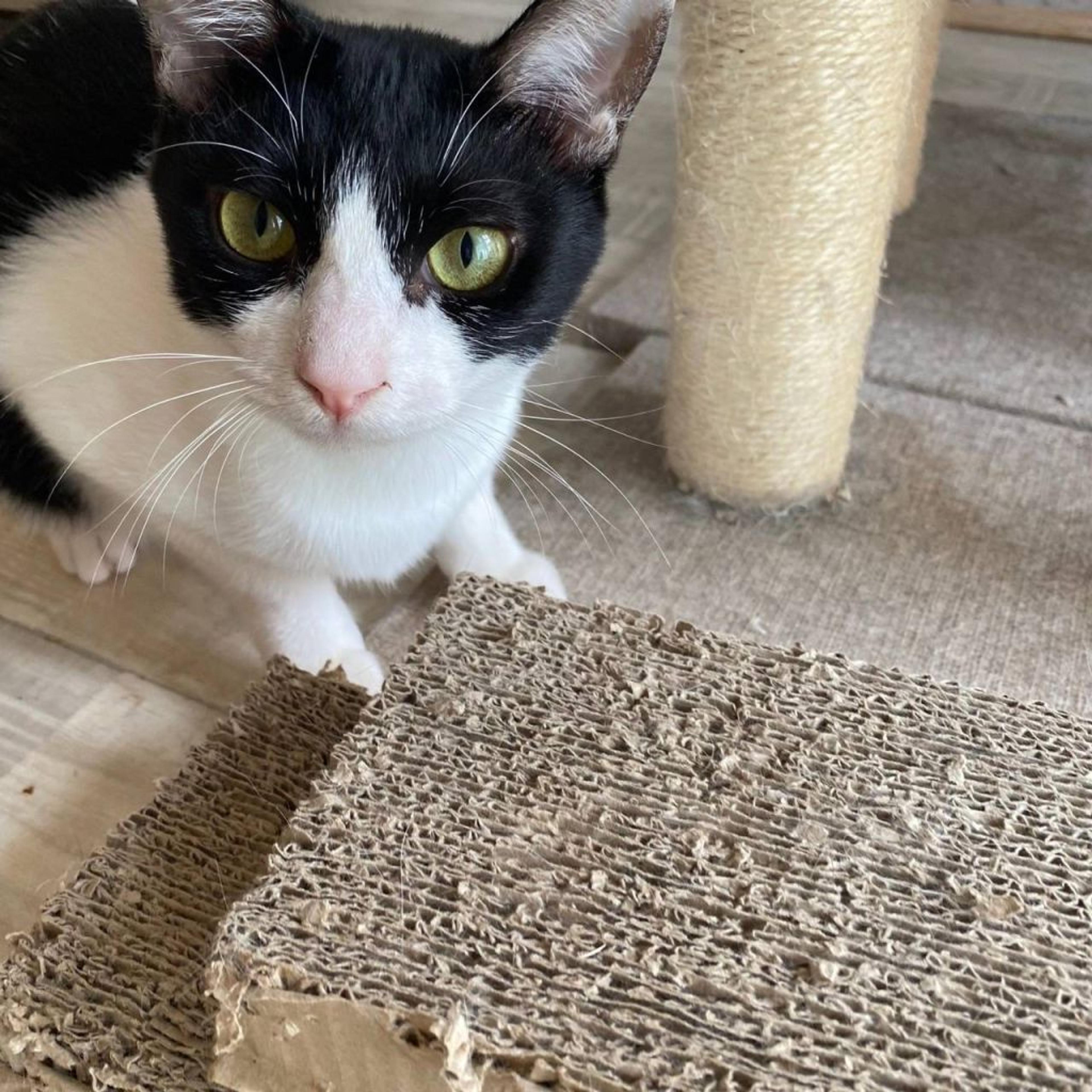 pet-image-2