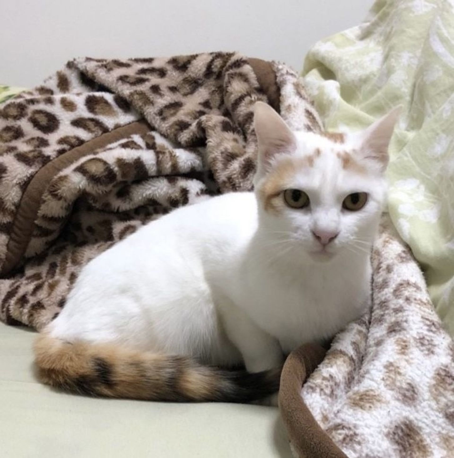 雑種（ミックス猫）・メスの里親募集の写真