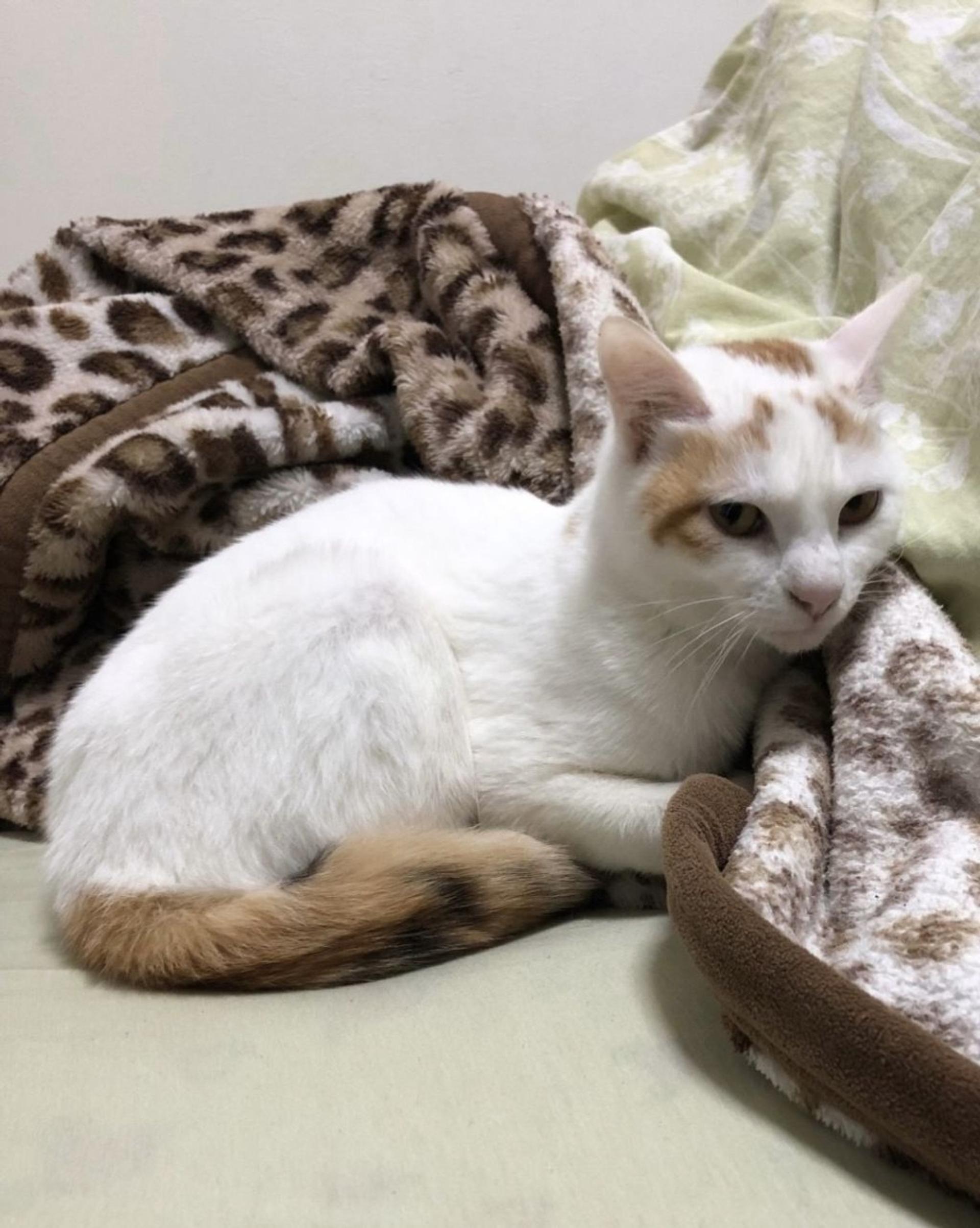 pet-image-2