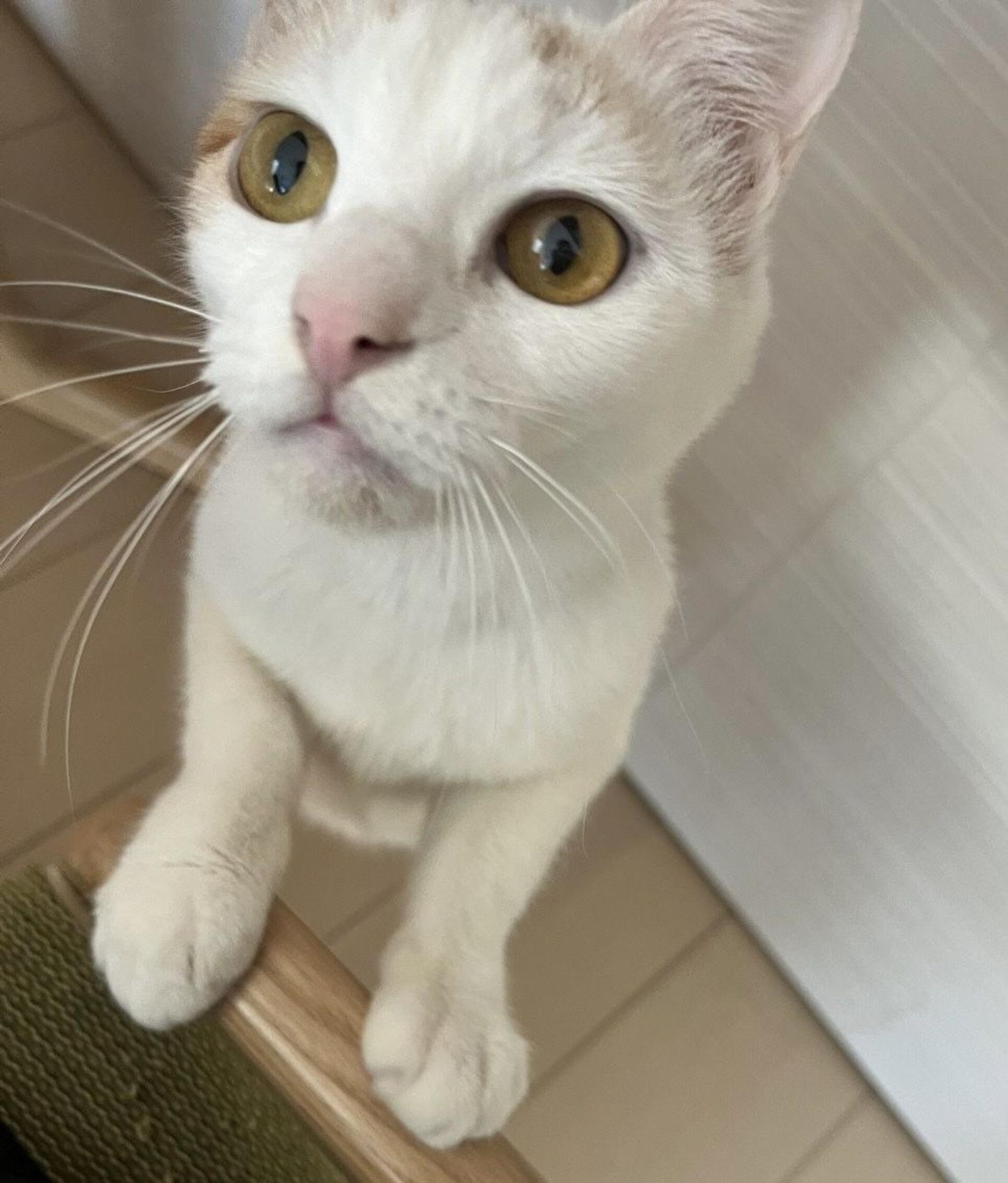 pet-image-5