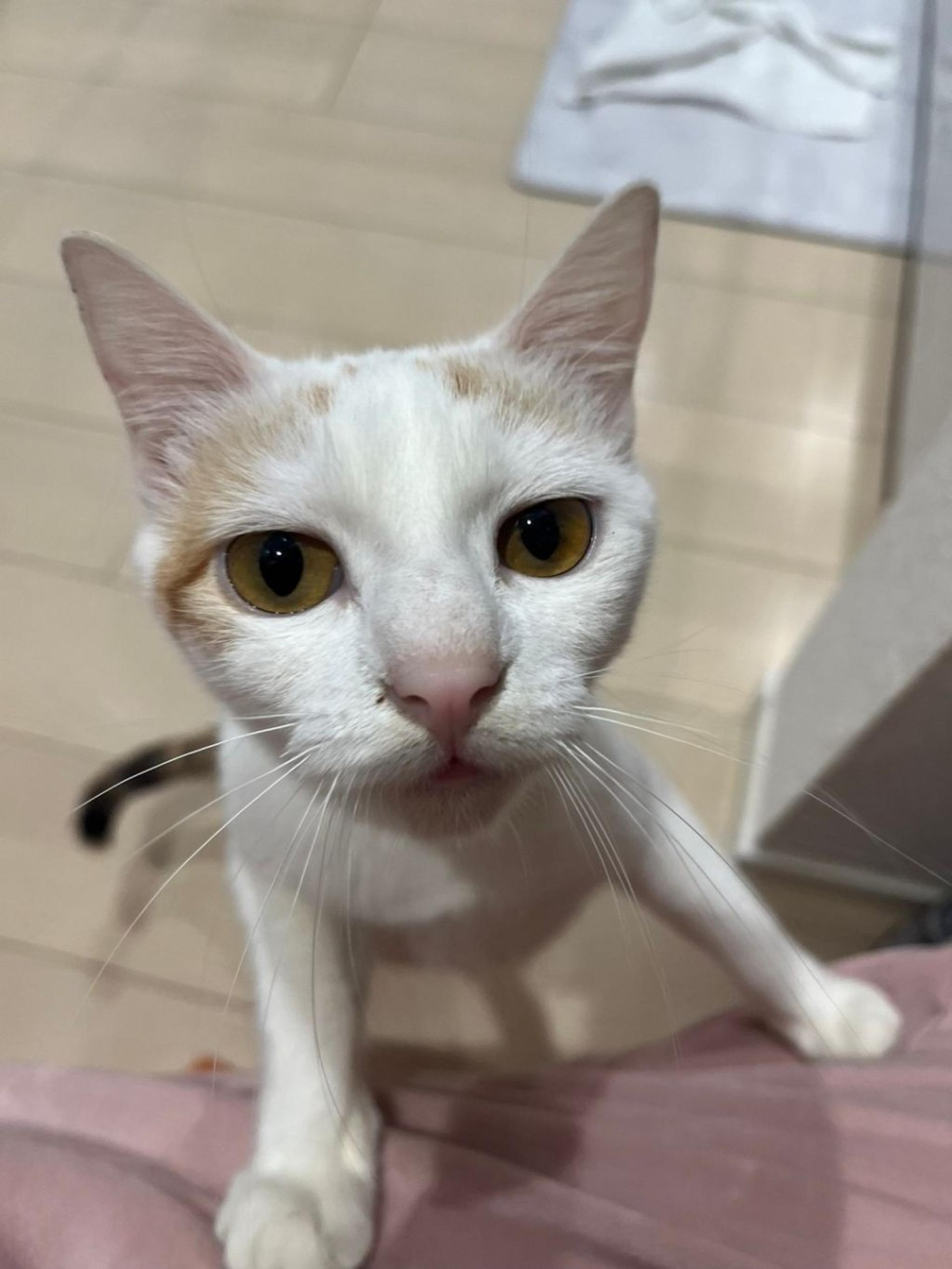 pet-image-6