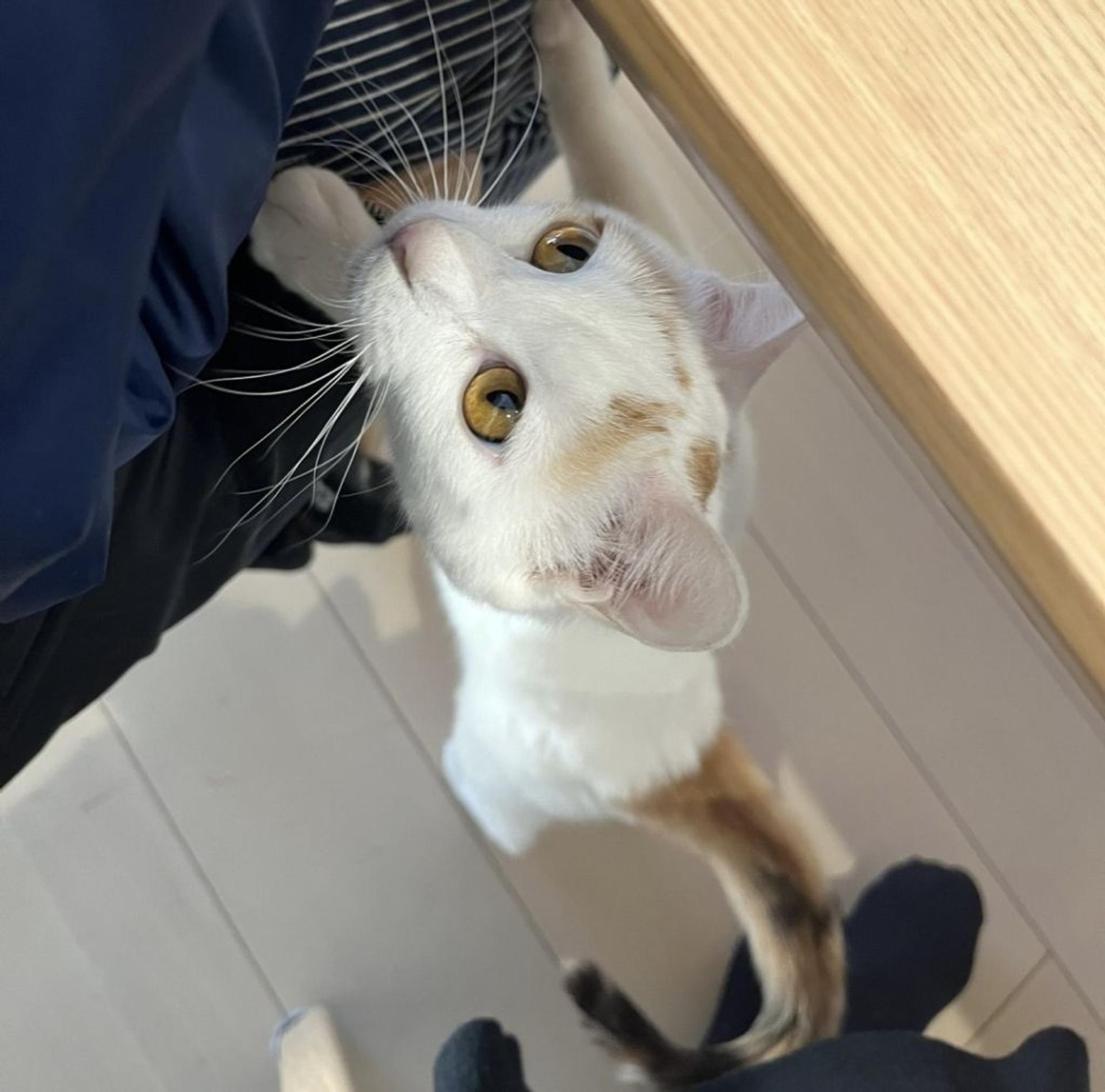 pet-image-7
