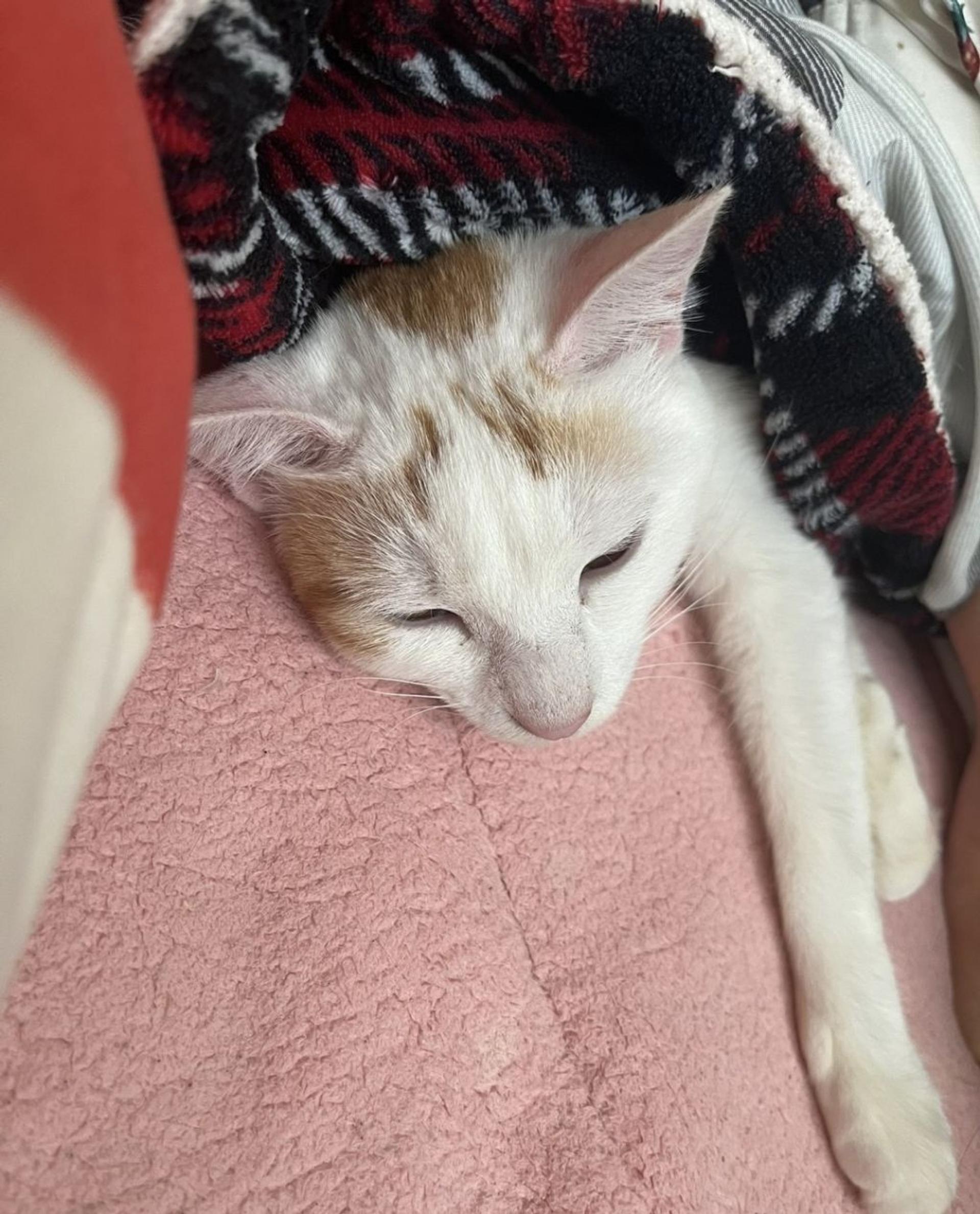 pet-image-8