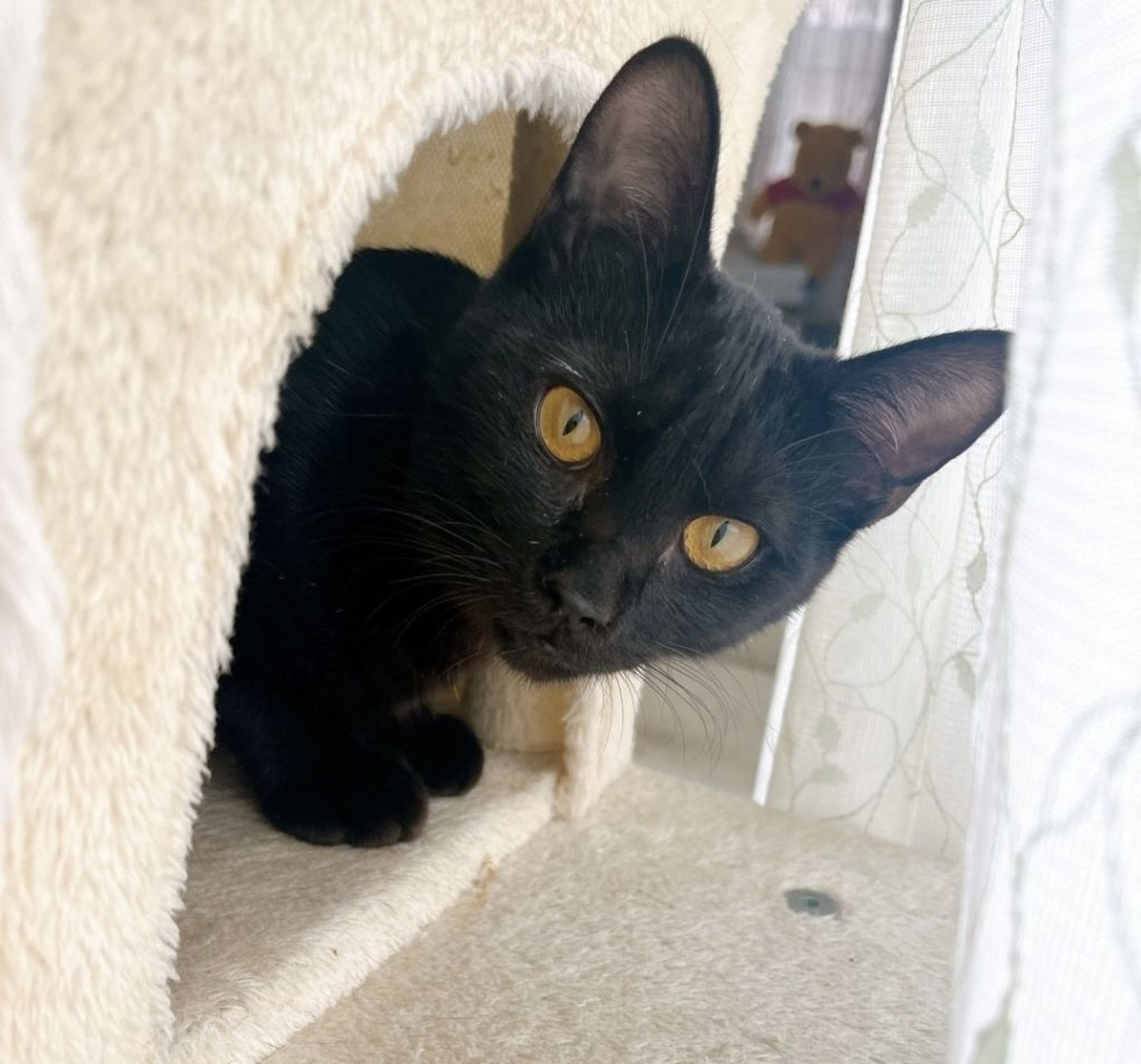 雑種（ミックス猫）・オスの里親募集の写真