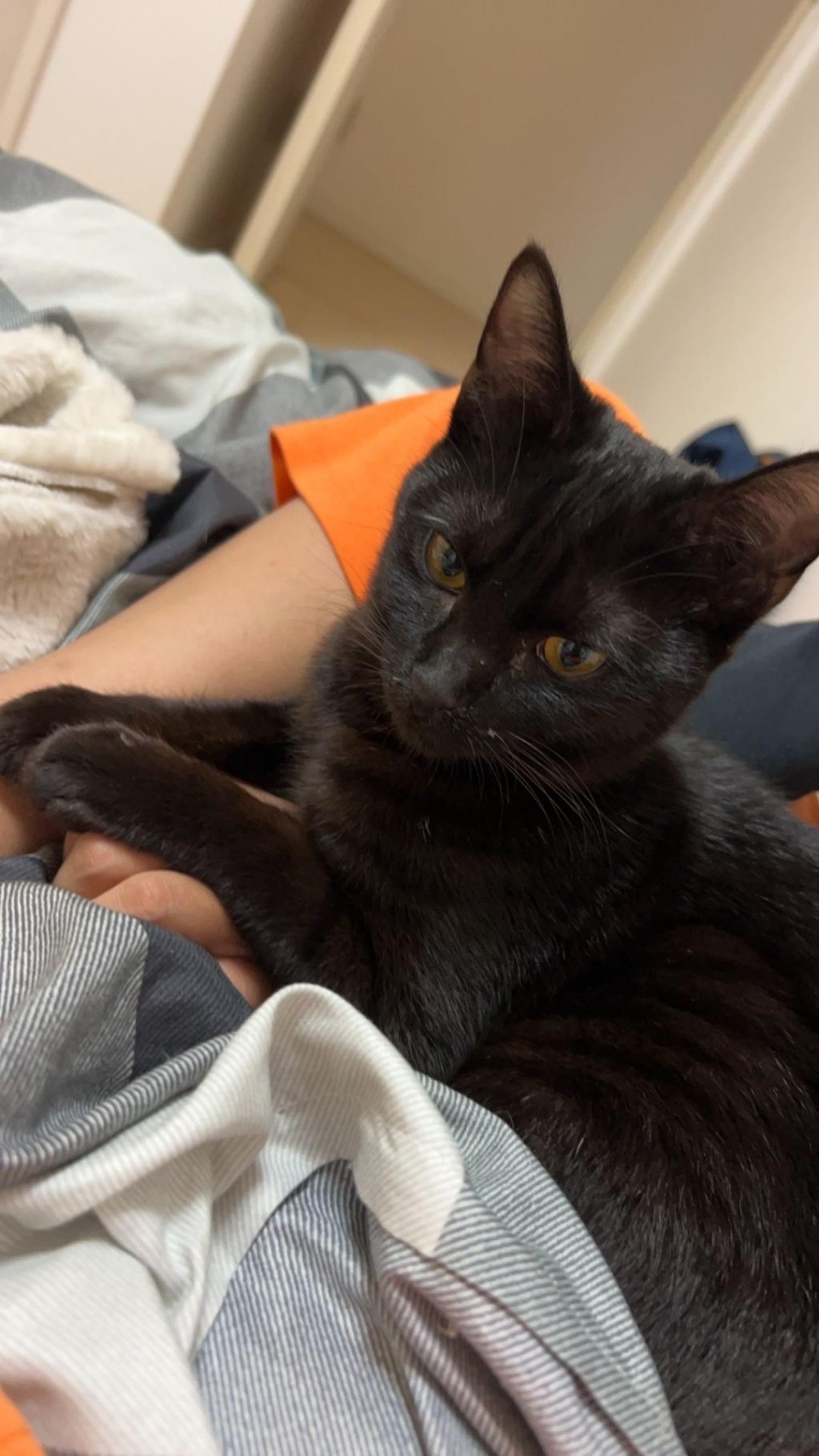 pet-image-8