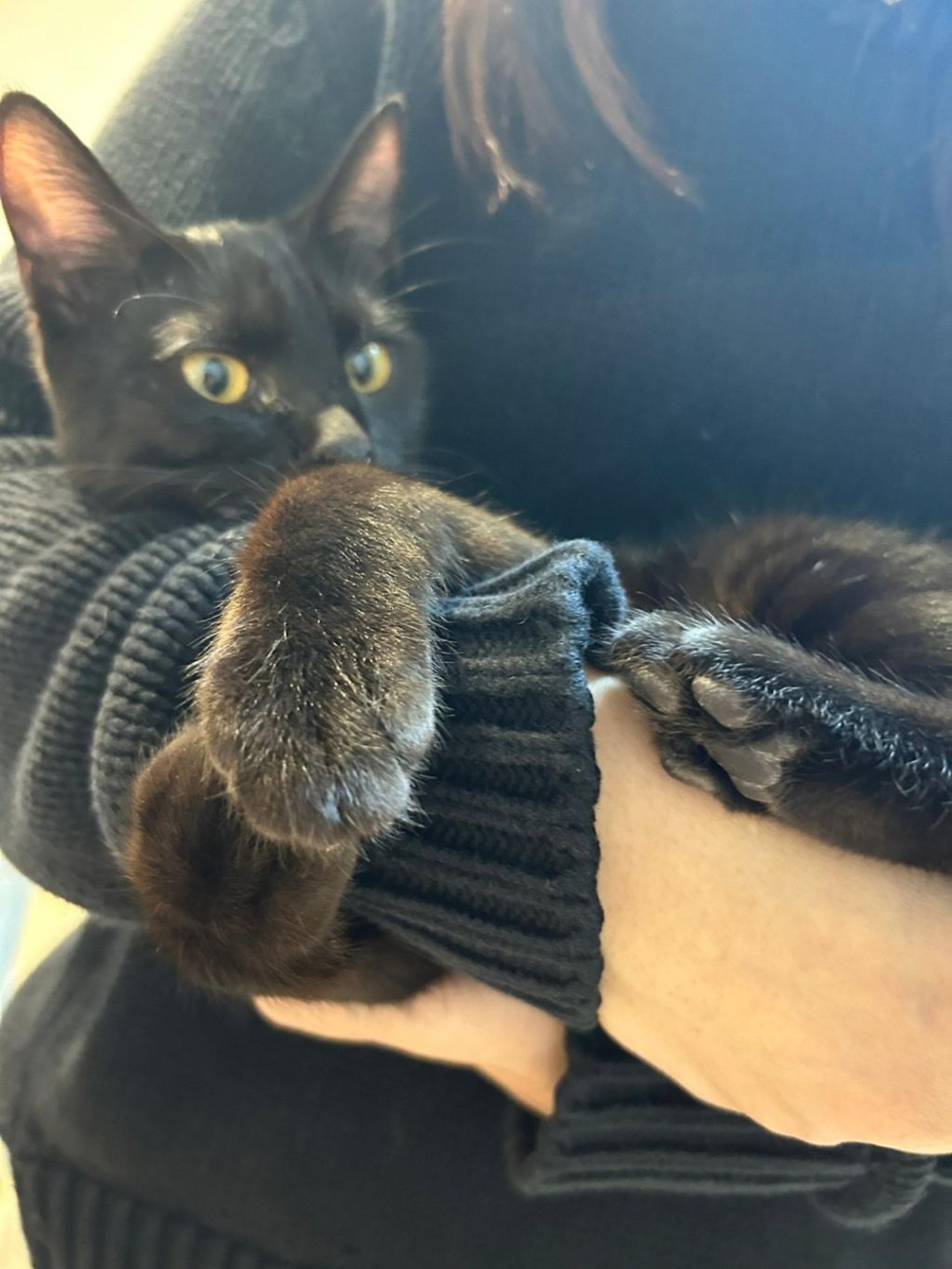 pet-image-9