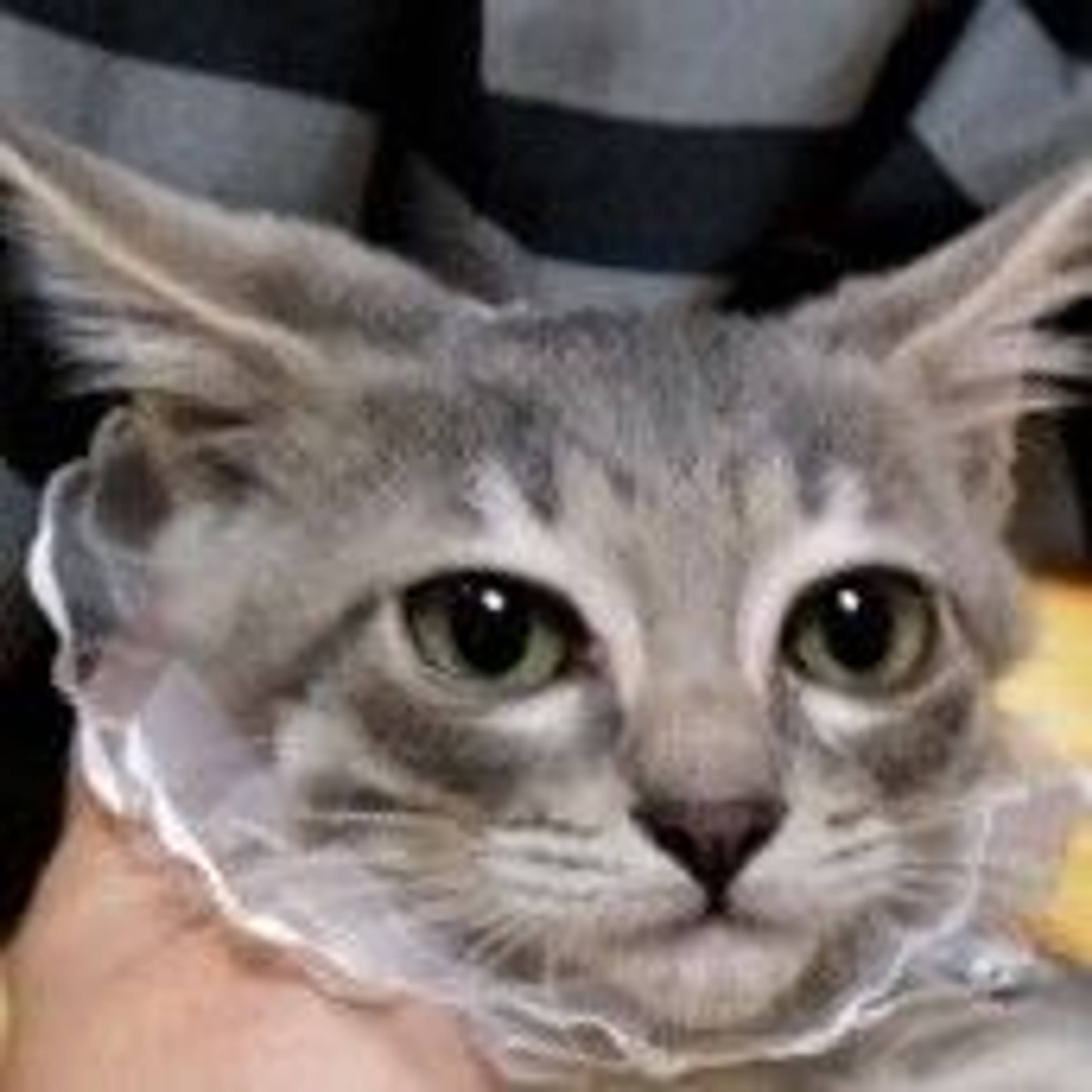 雑種（ミックス猫）・オスの里親募集の写真