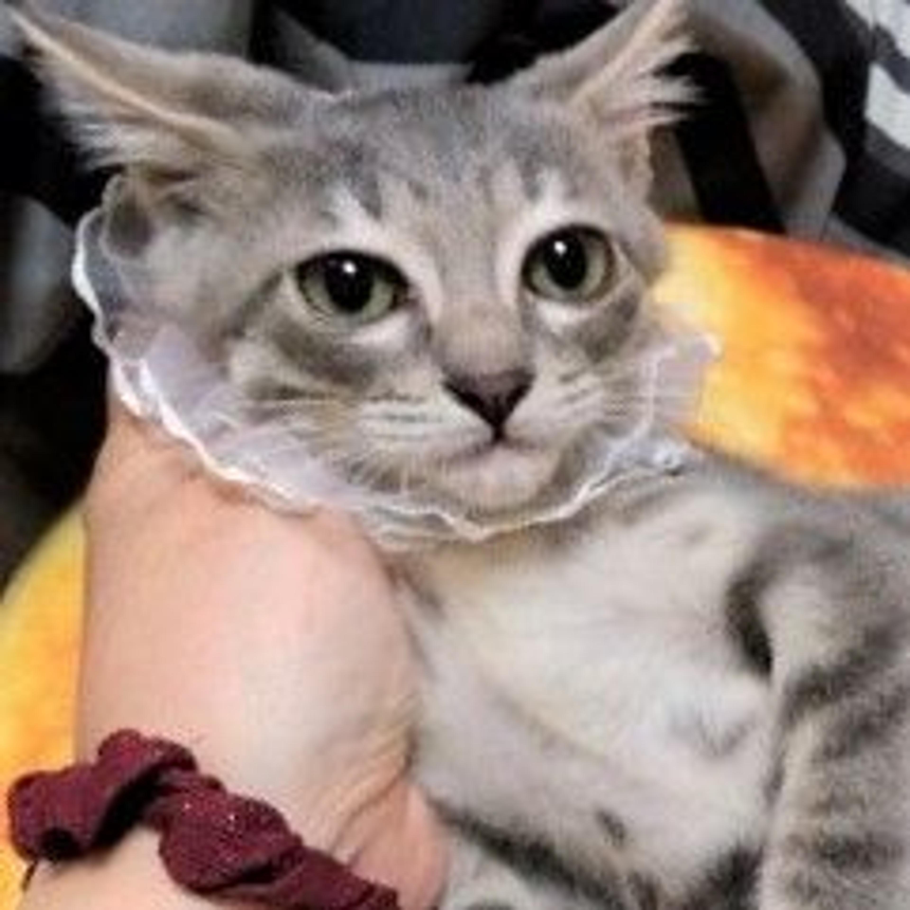 pet-image-2