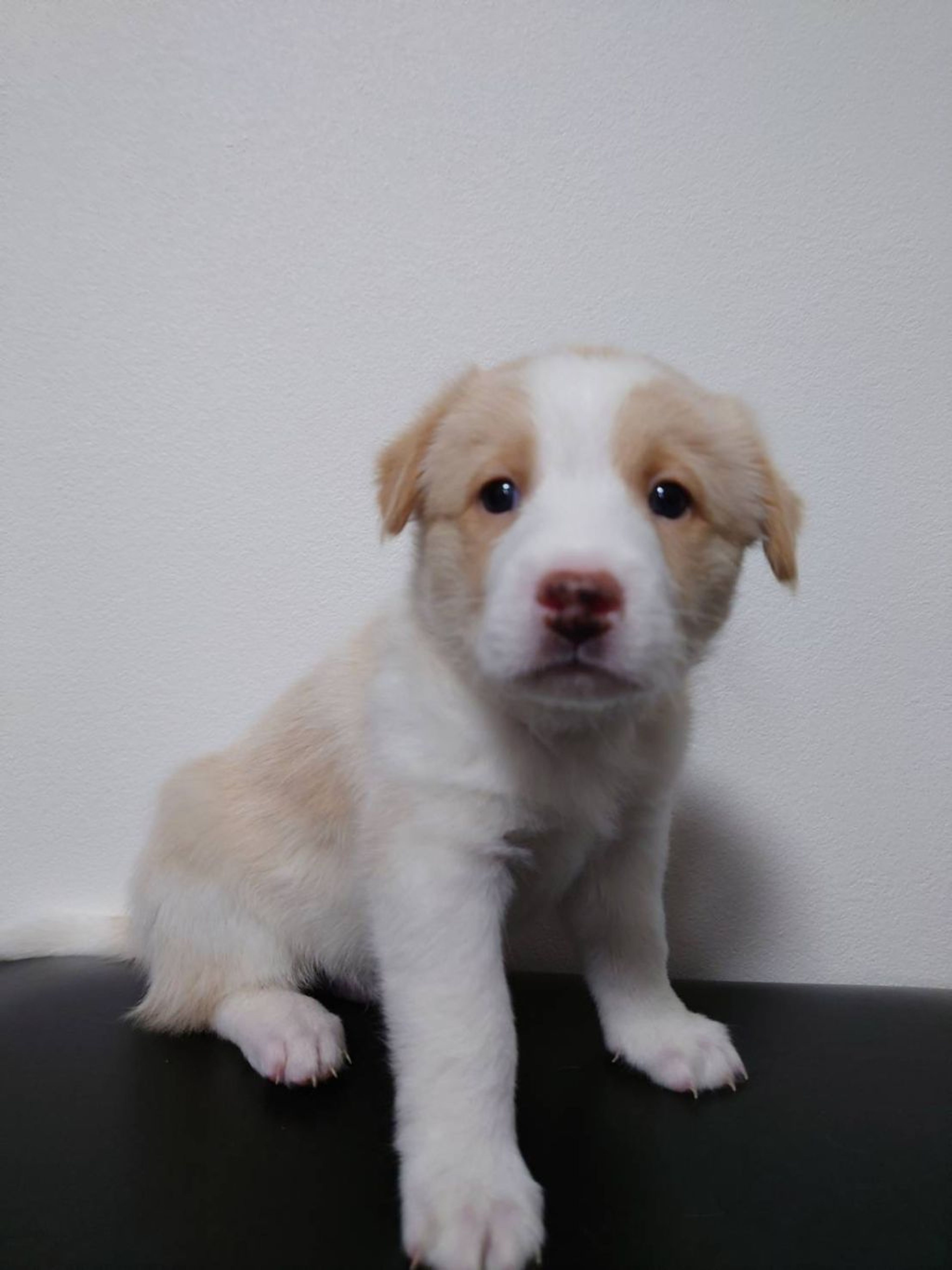 雑種（ミックス犬）・オスの里親募集の写真