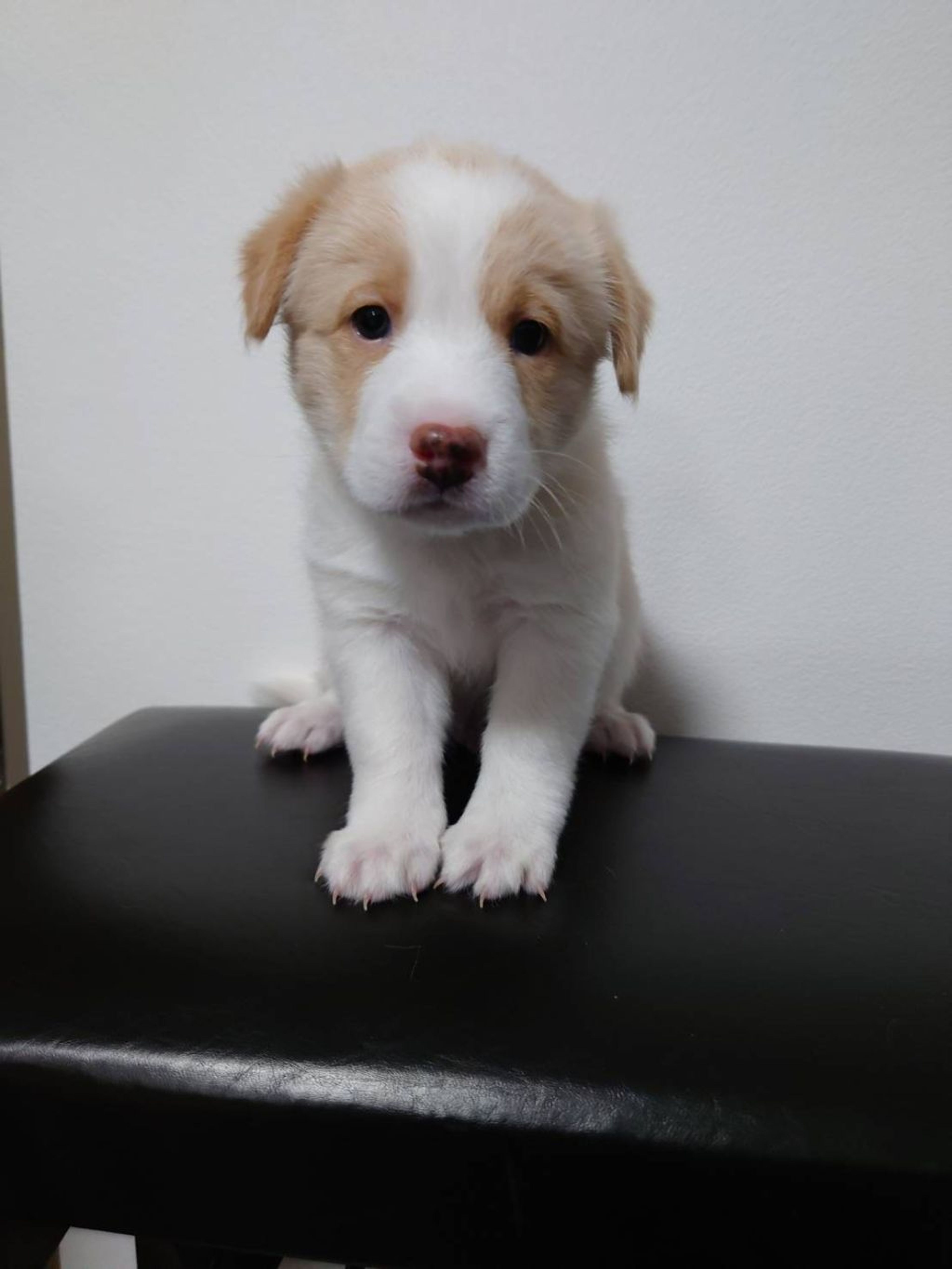 pet-image-2