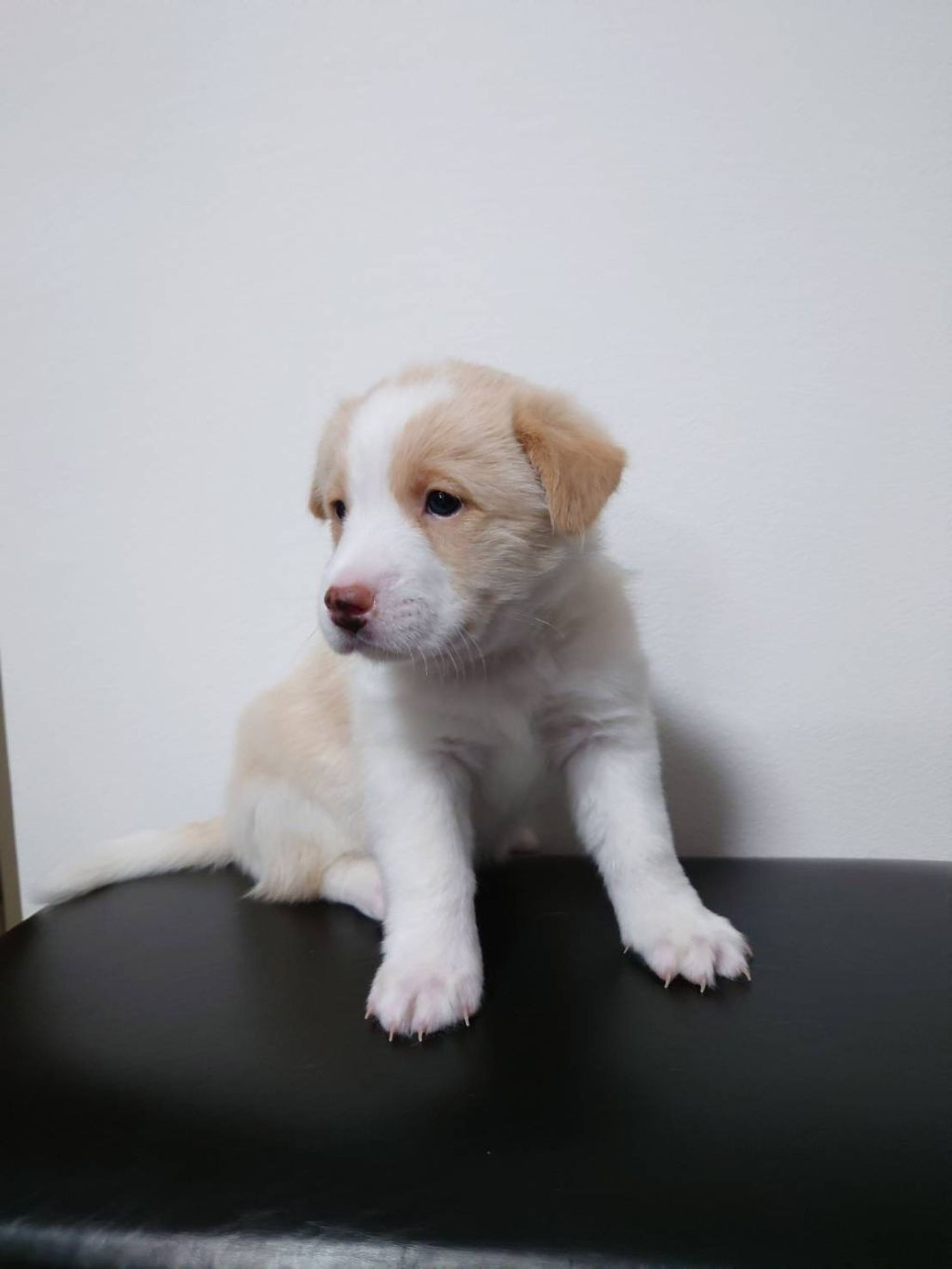 pet-image-3