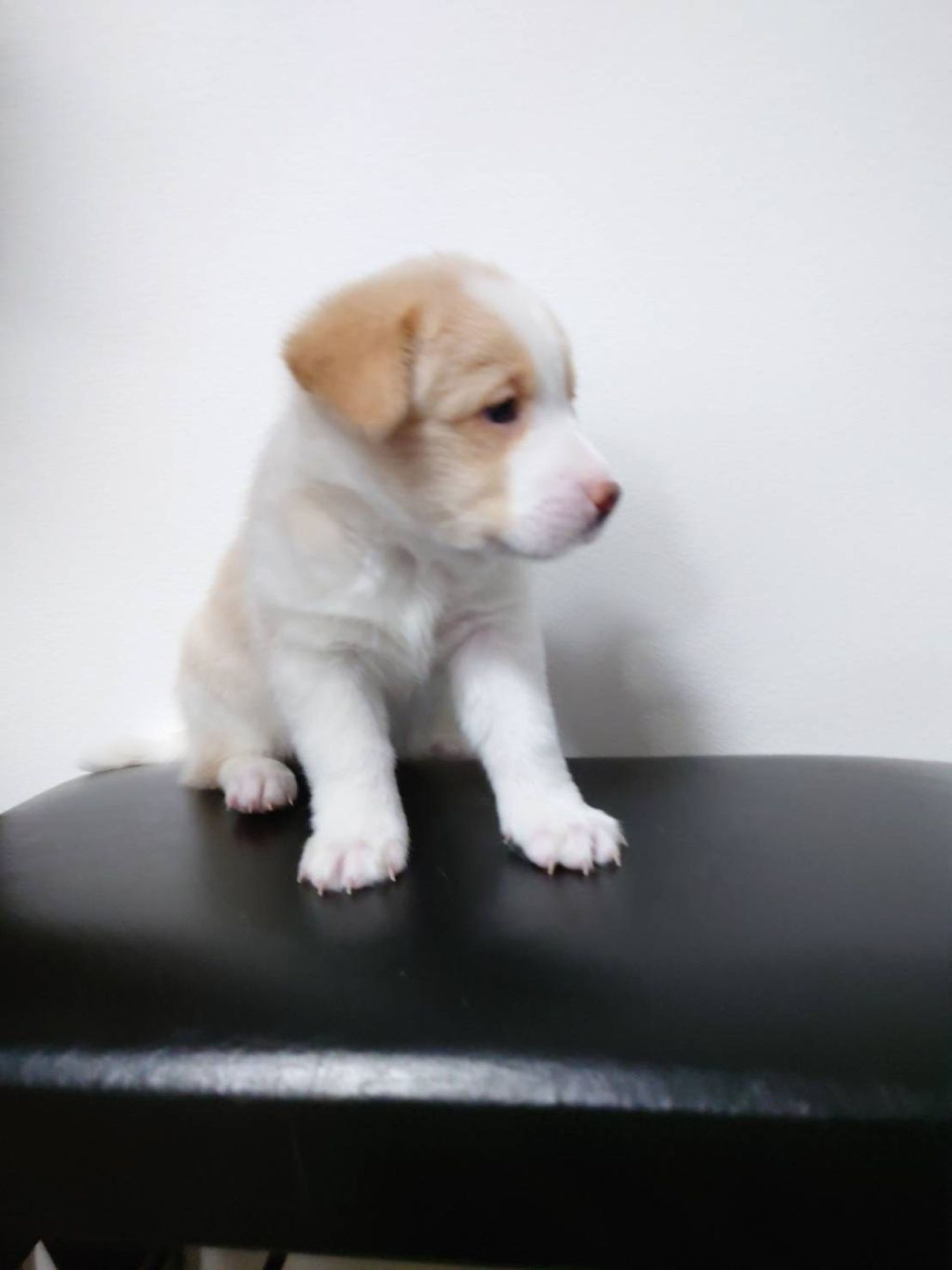 pet-image-4