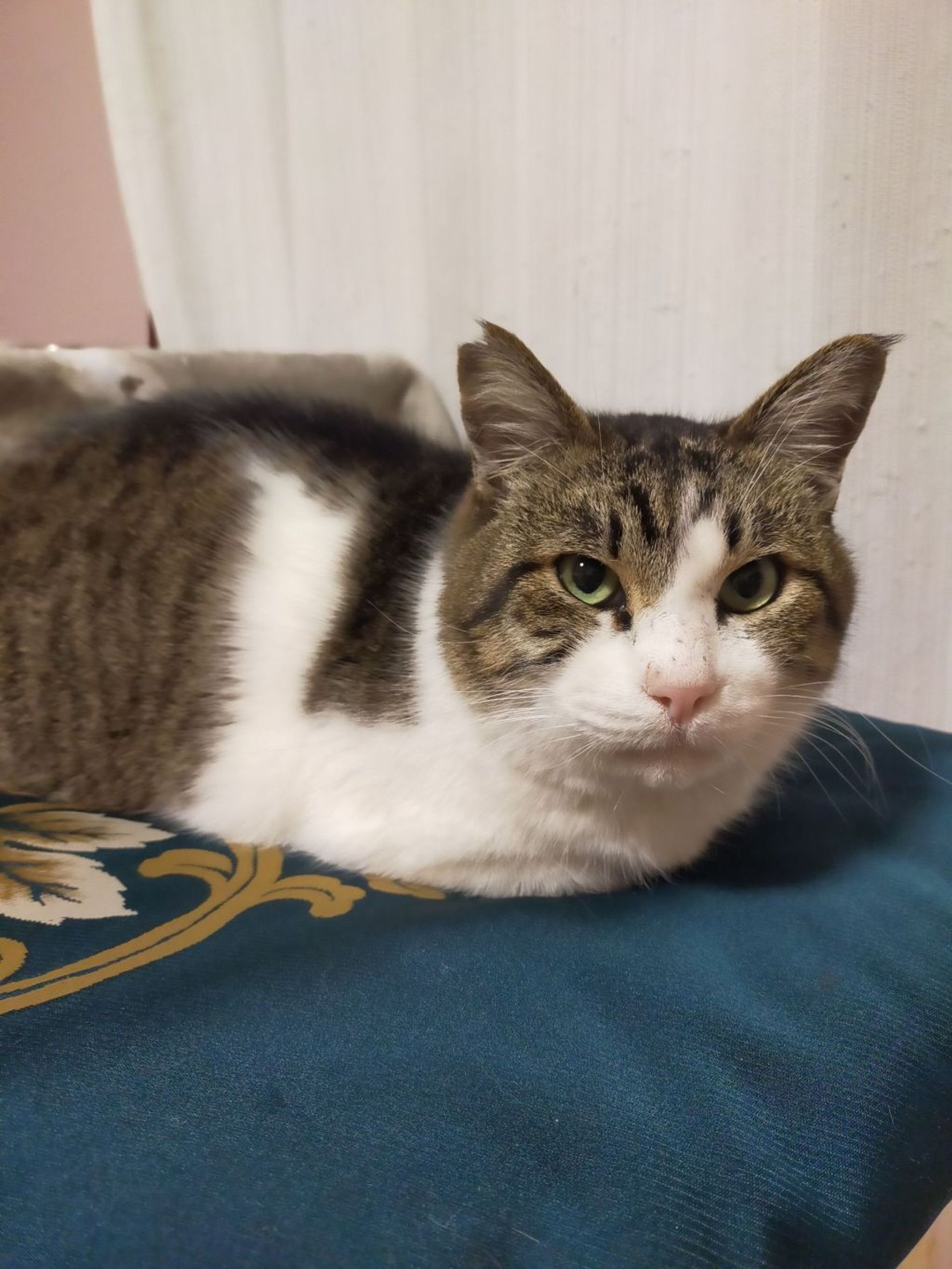 雑種（ミックス猫）・オスの里親募集の写真