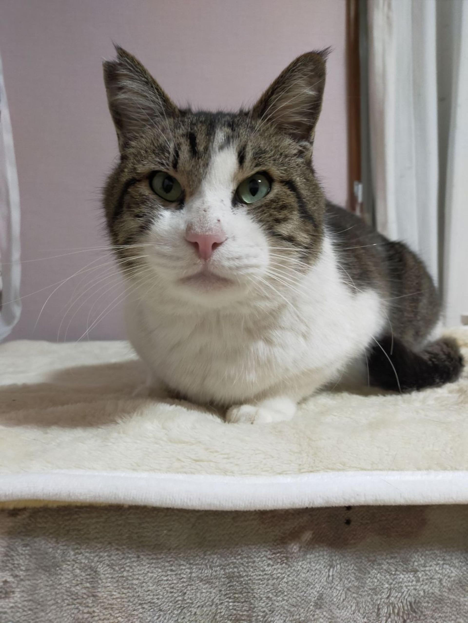 pet-image-4