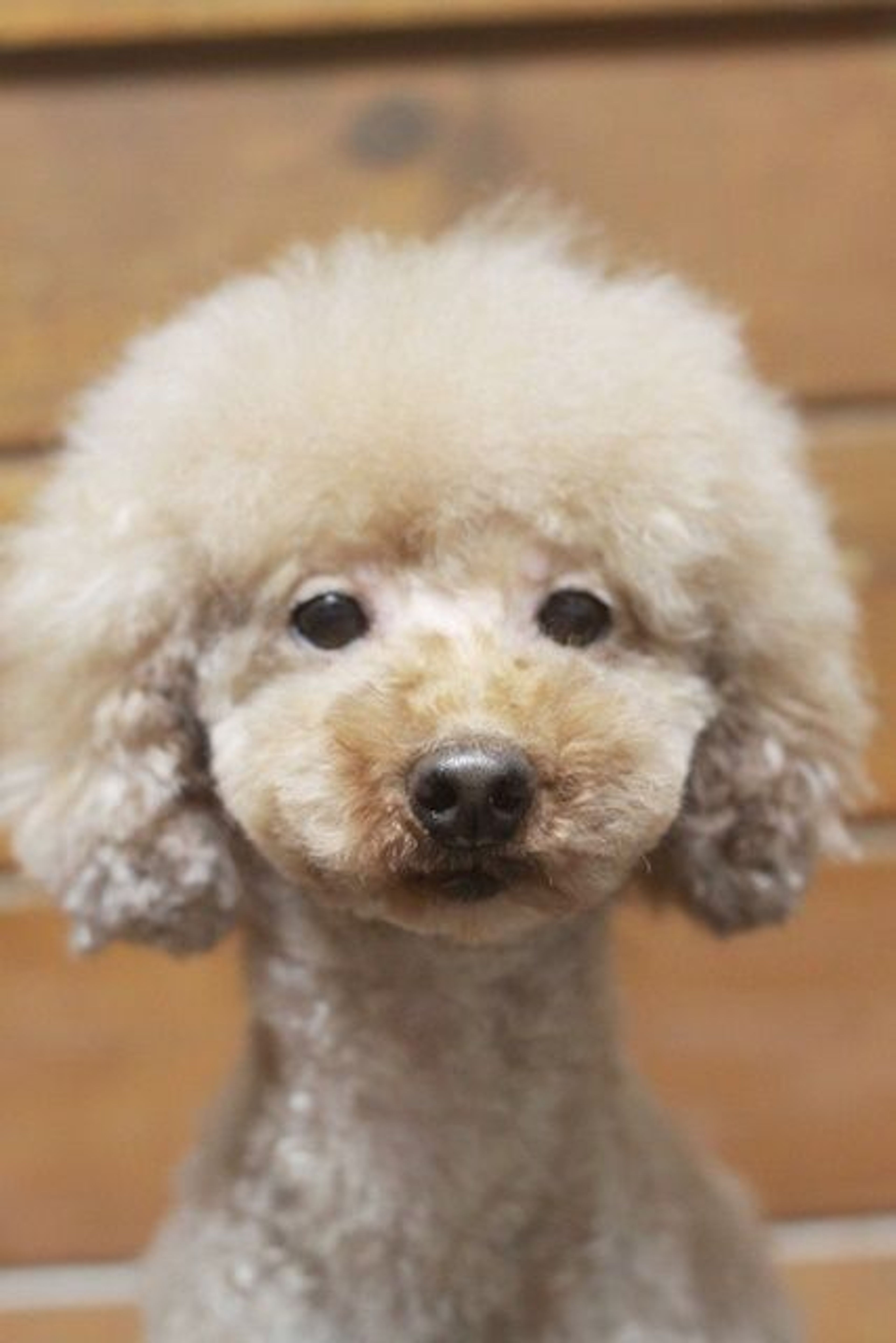 トイプードル・メスの里親募集の写真