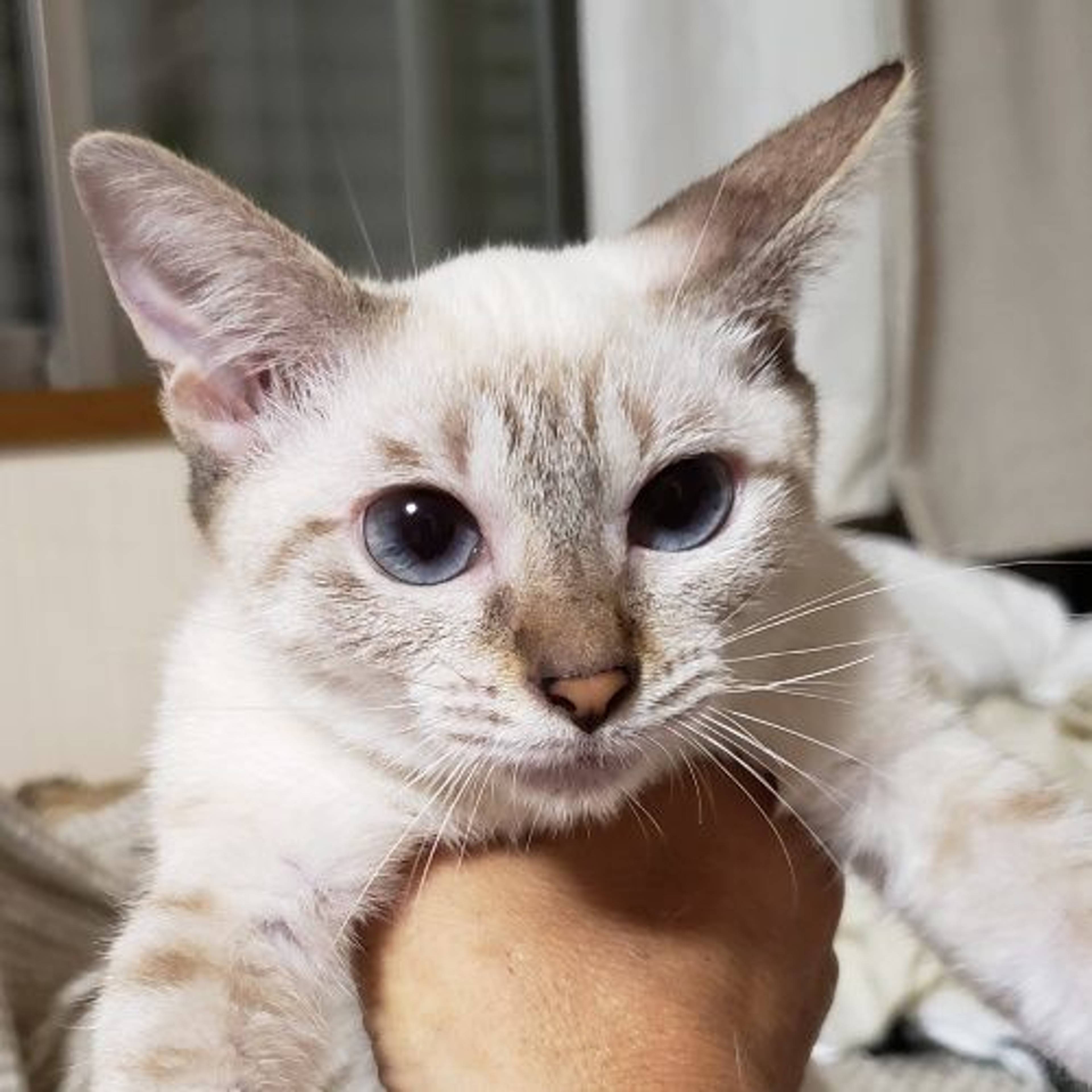 シャム・メスの里親募集の写真