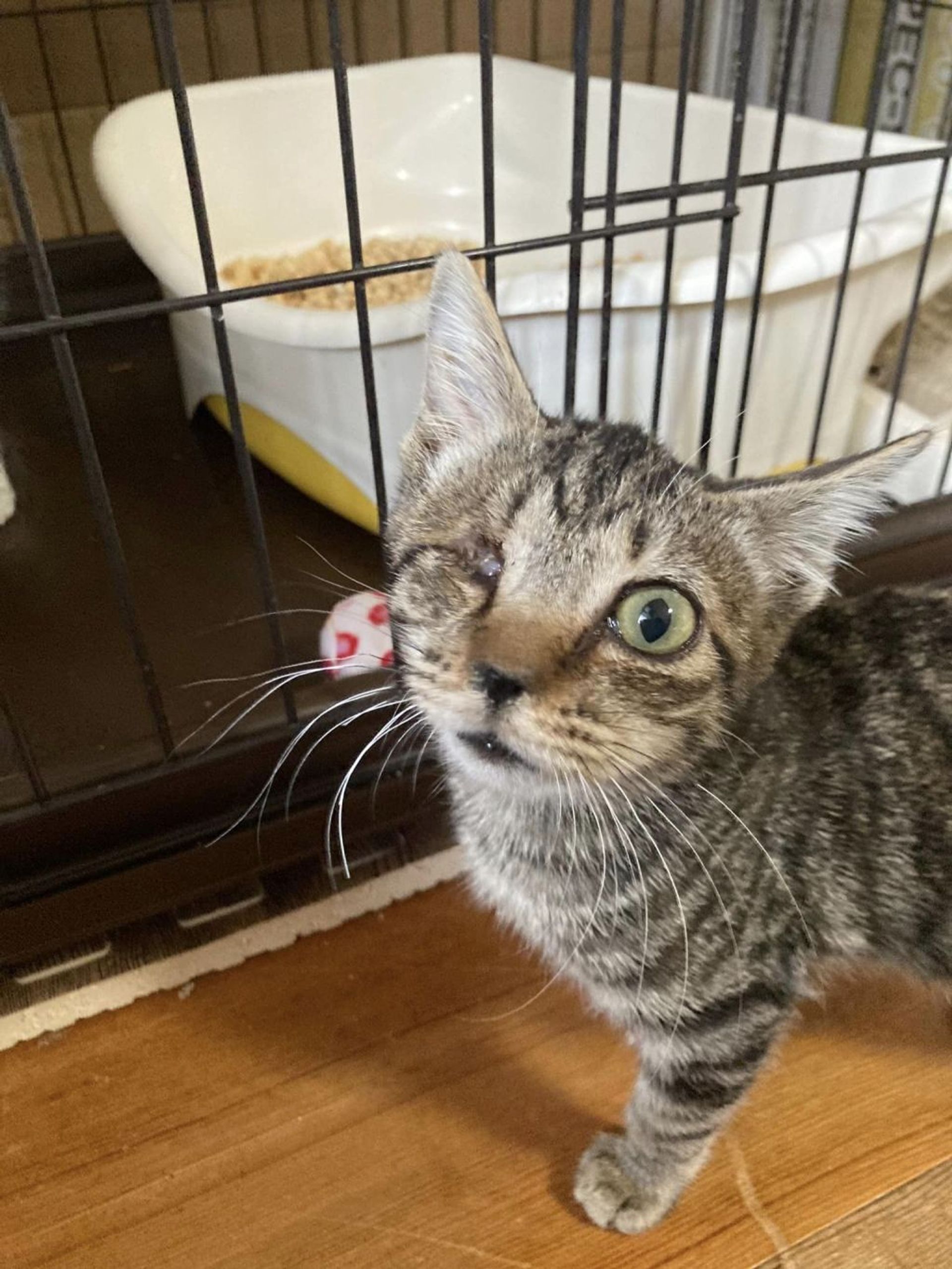 雑種（ミックス猫）・メスの里親募集の写真