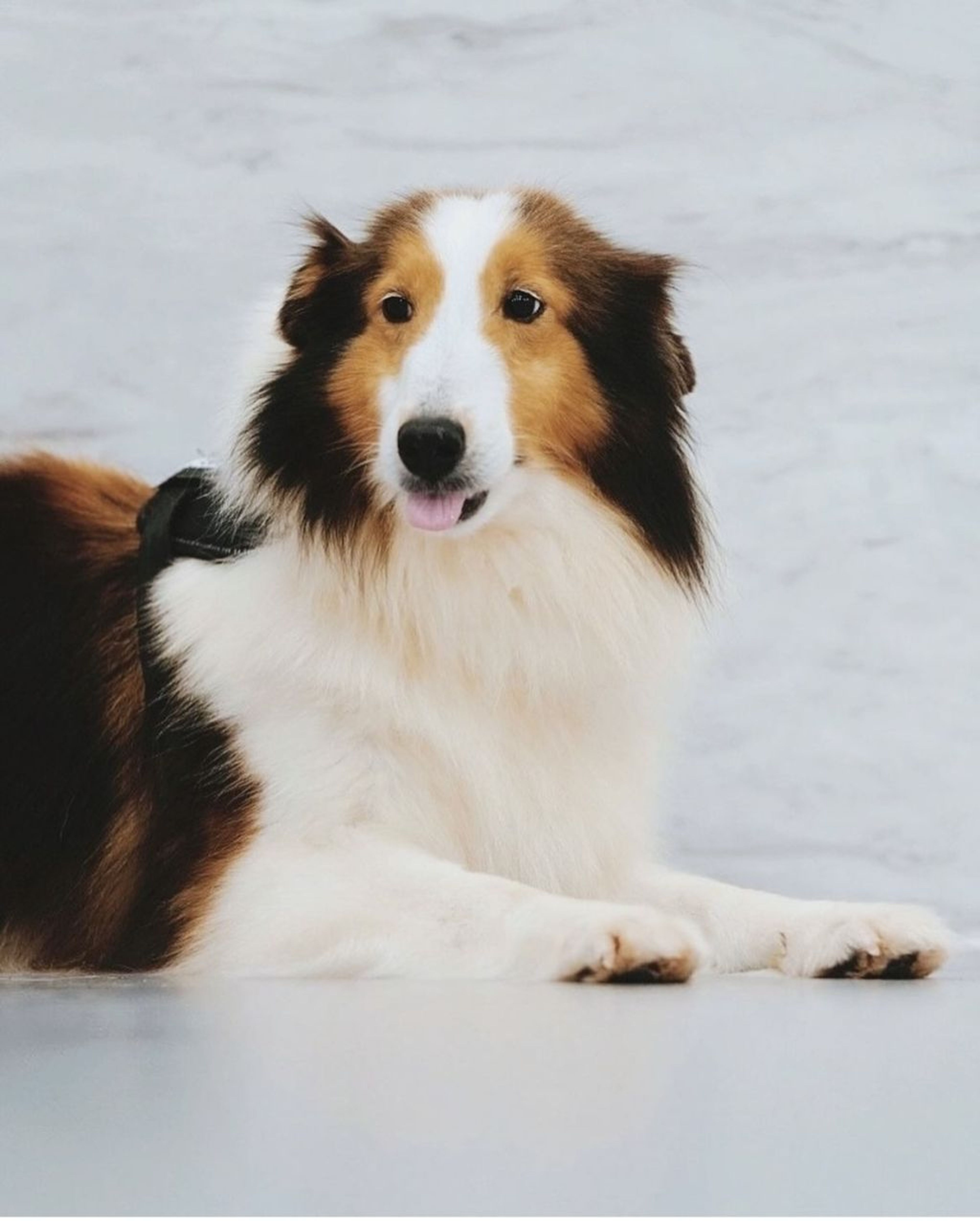 pet-image-2