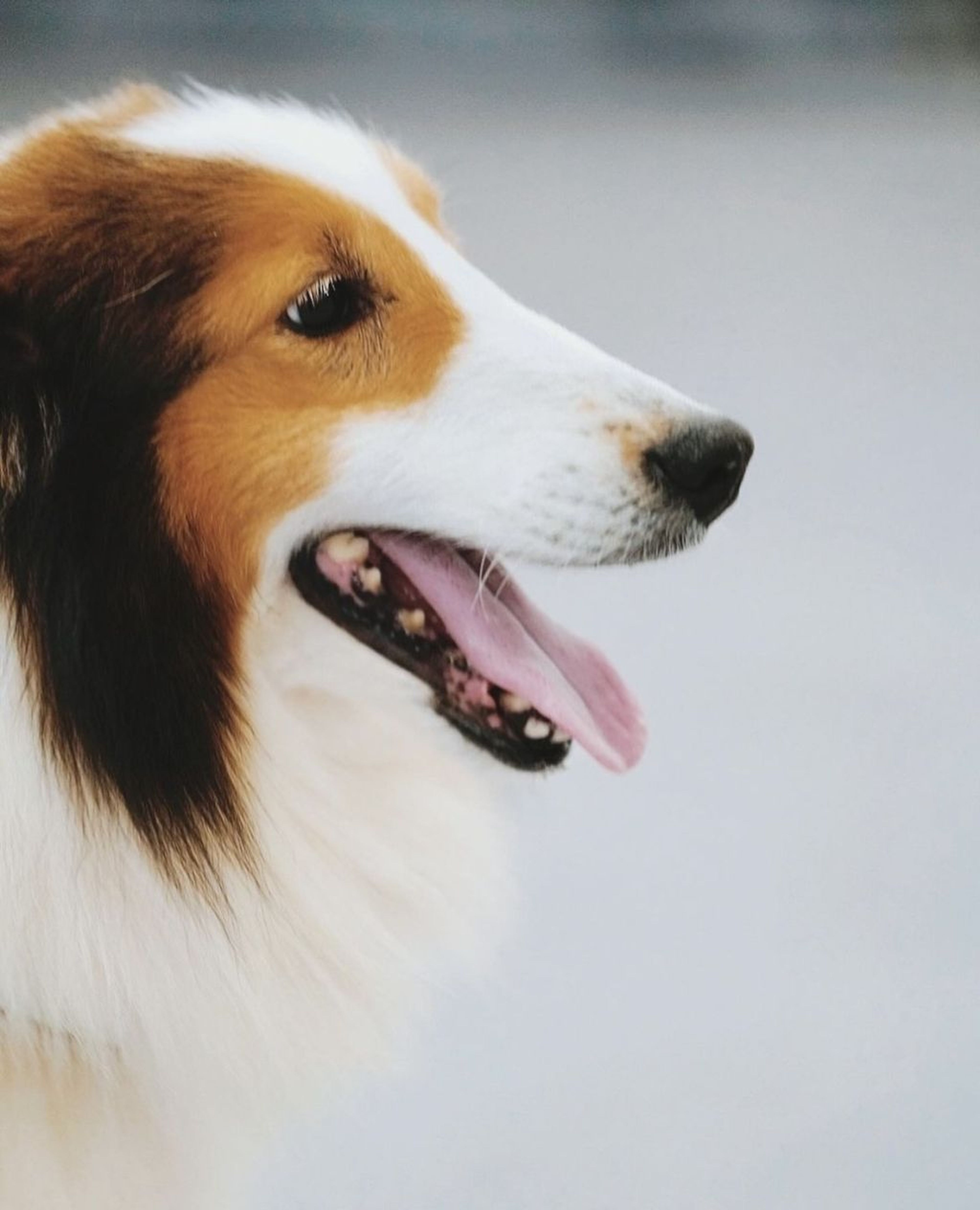 pet-image-4