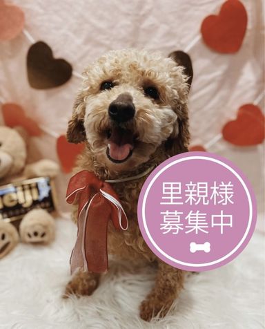 ダースの写真