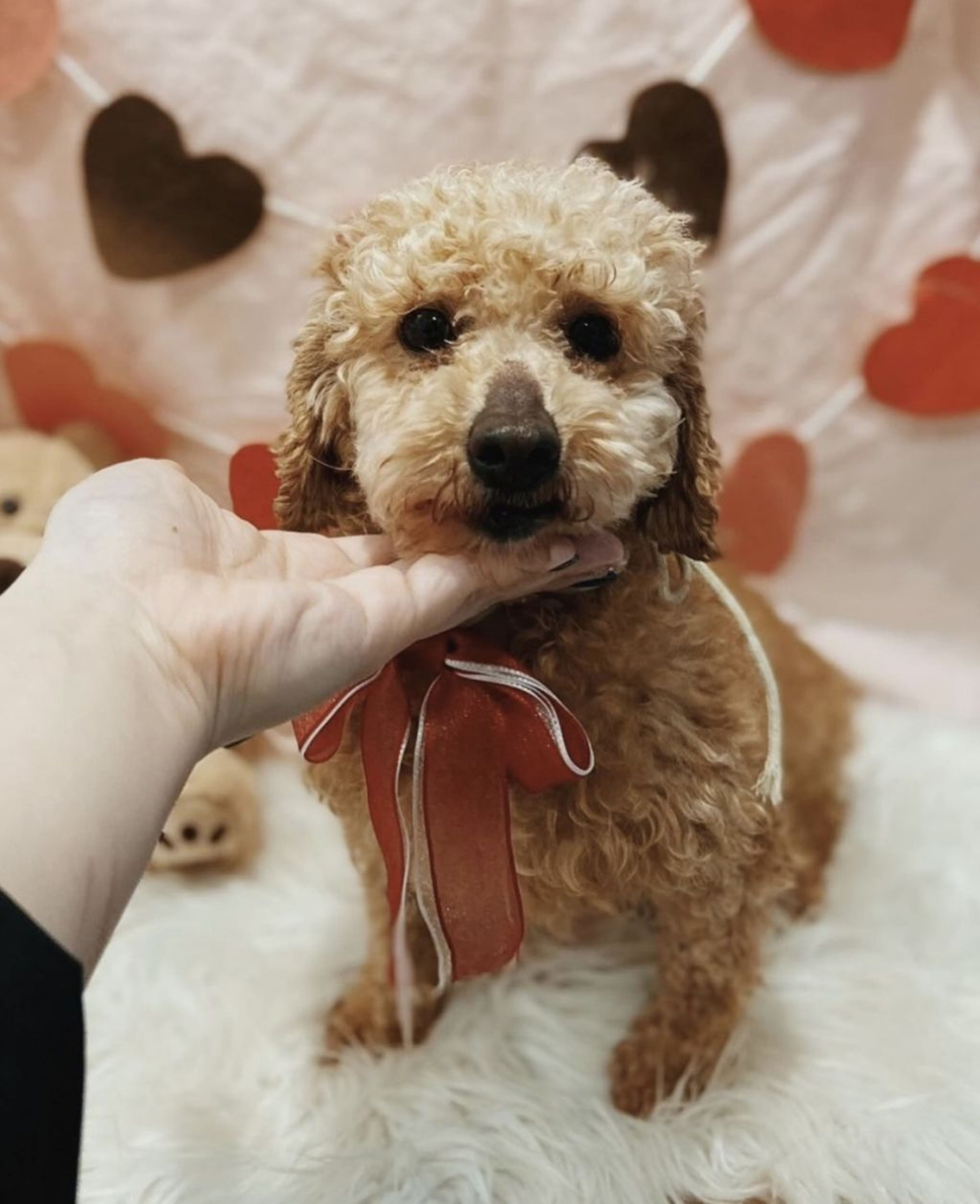 pet-image-2