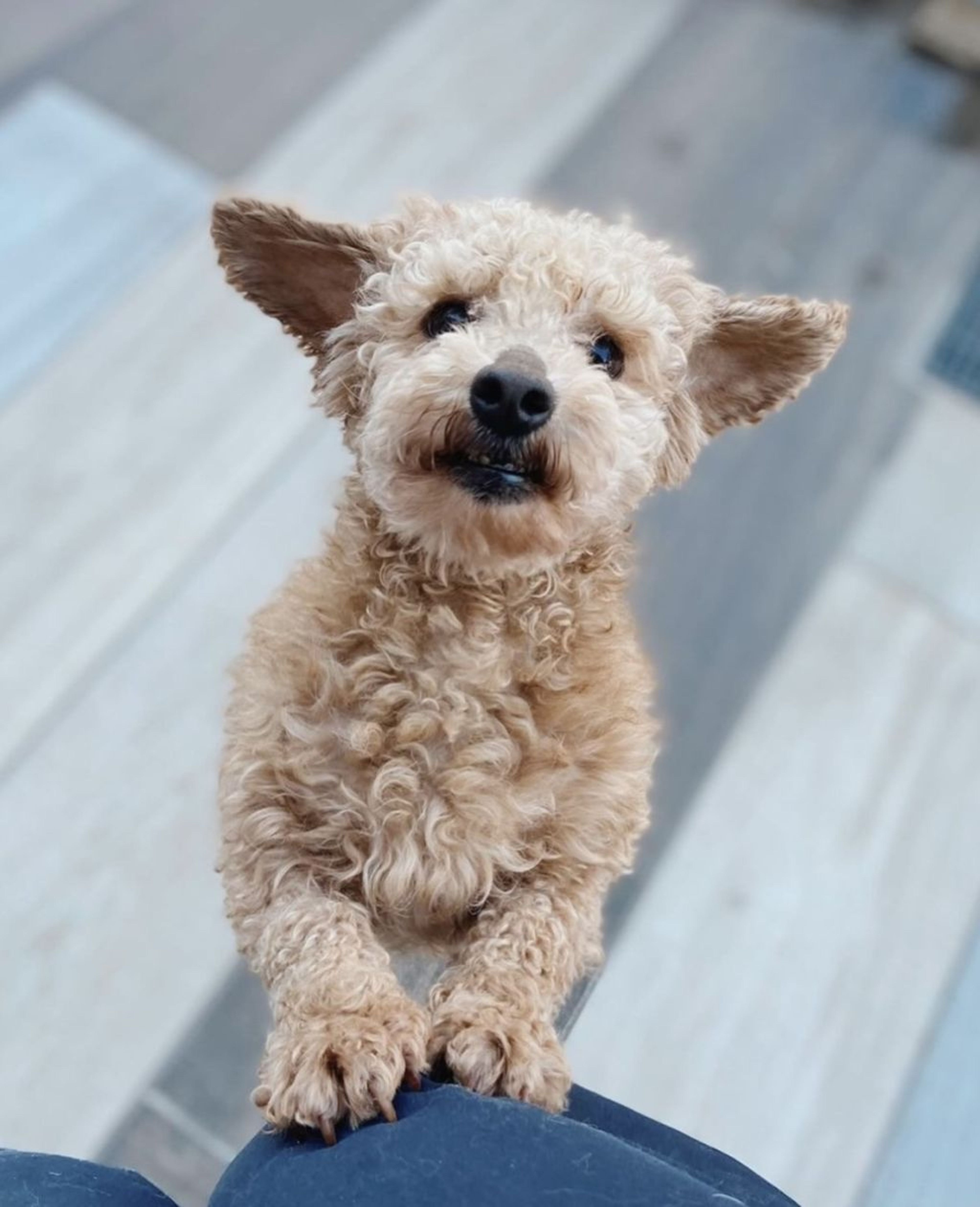 pet-image-3