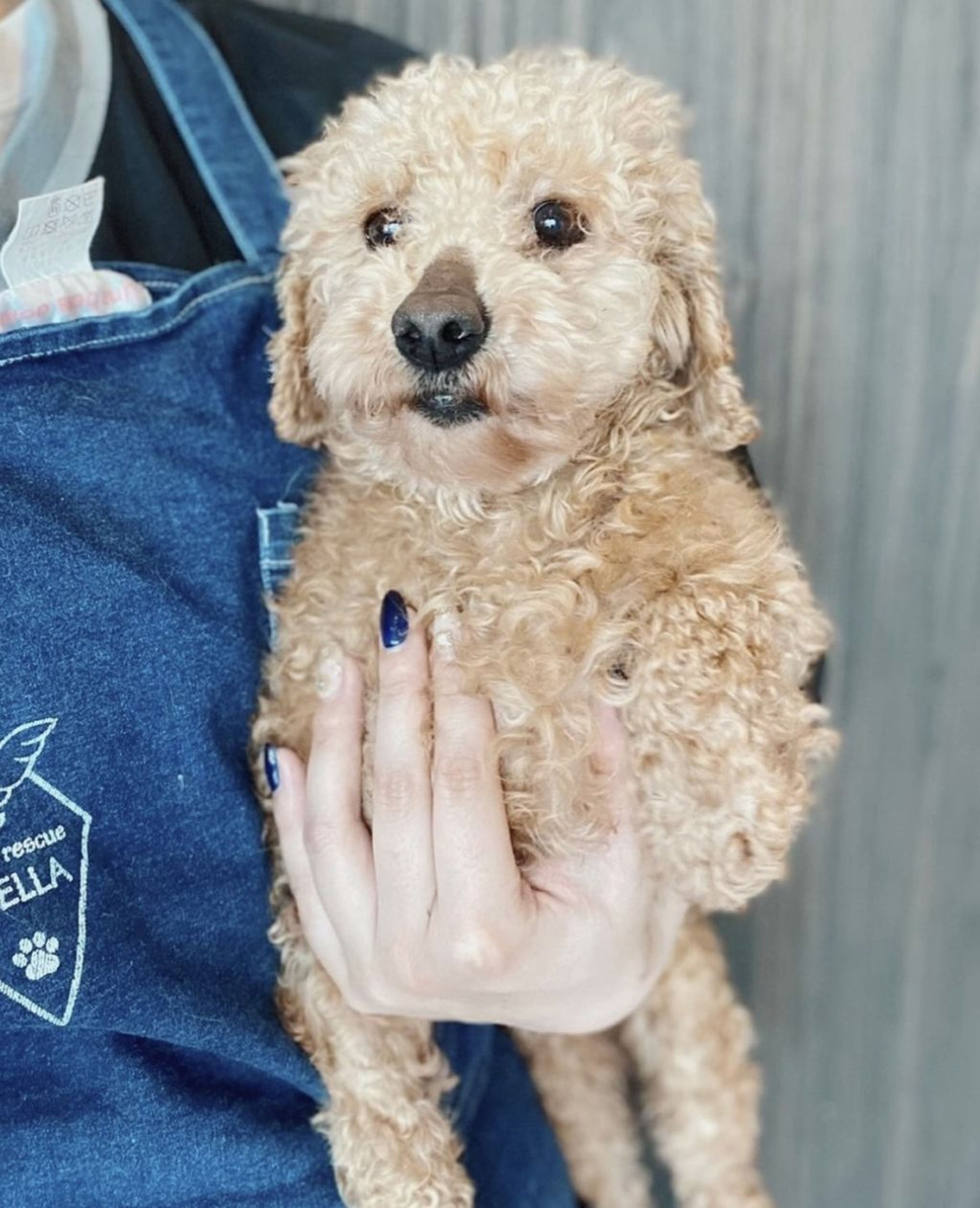 pet-image-4
