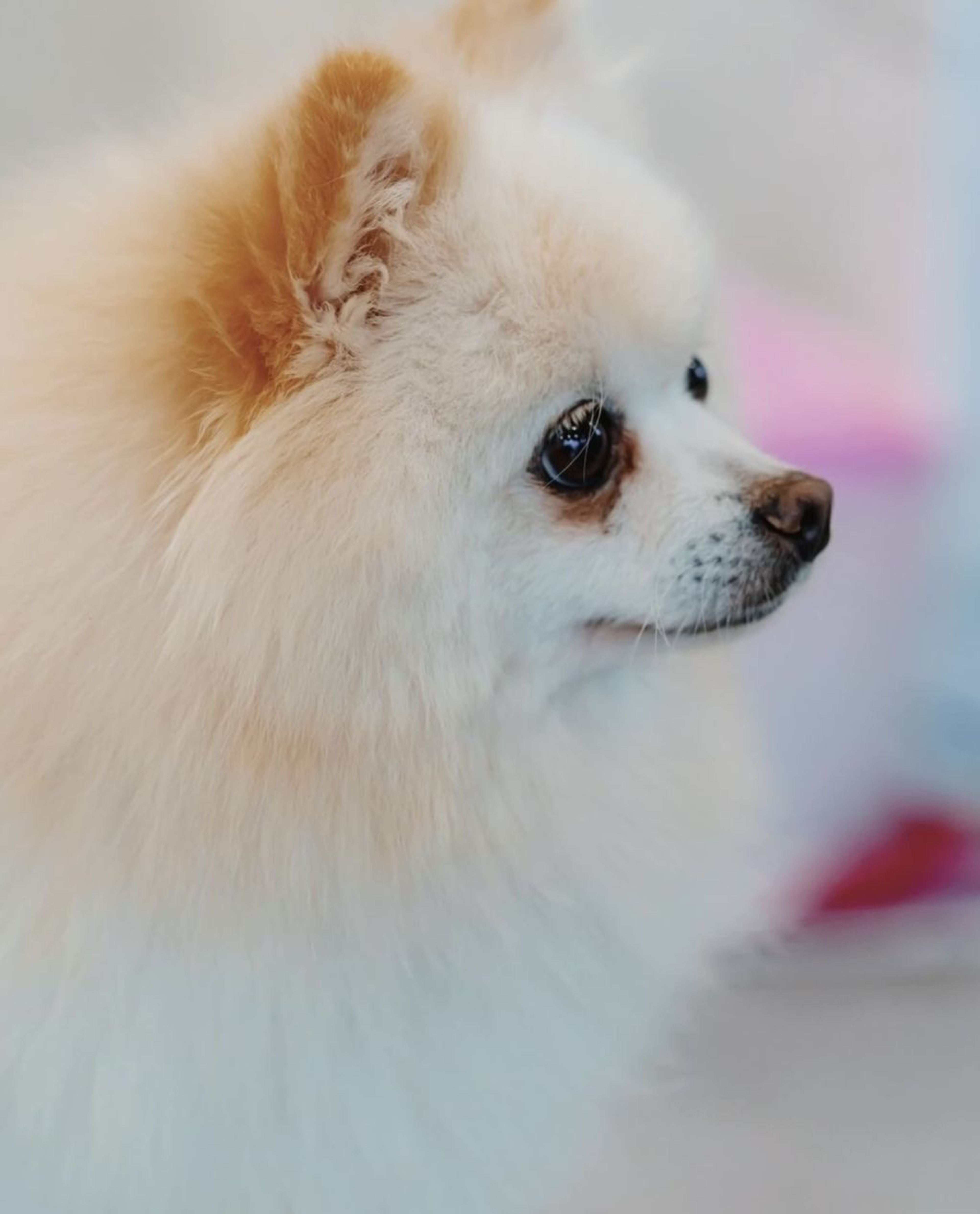 pet-image-3