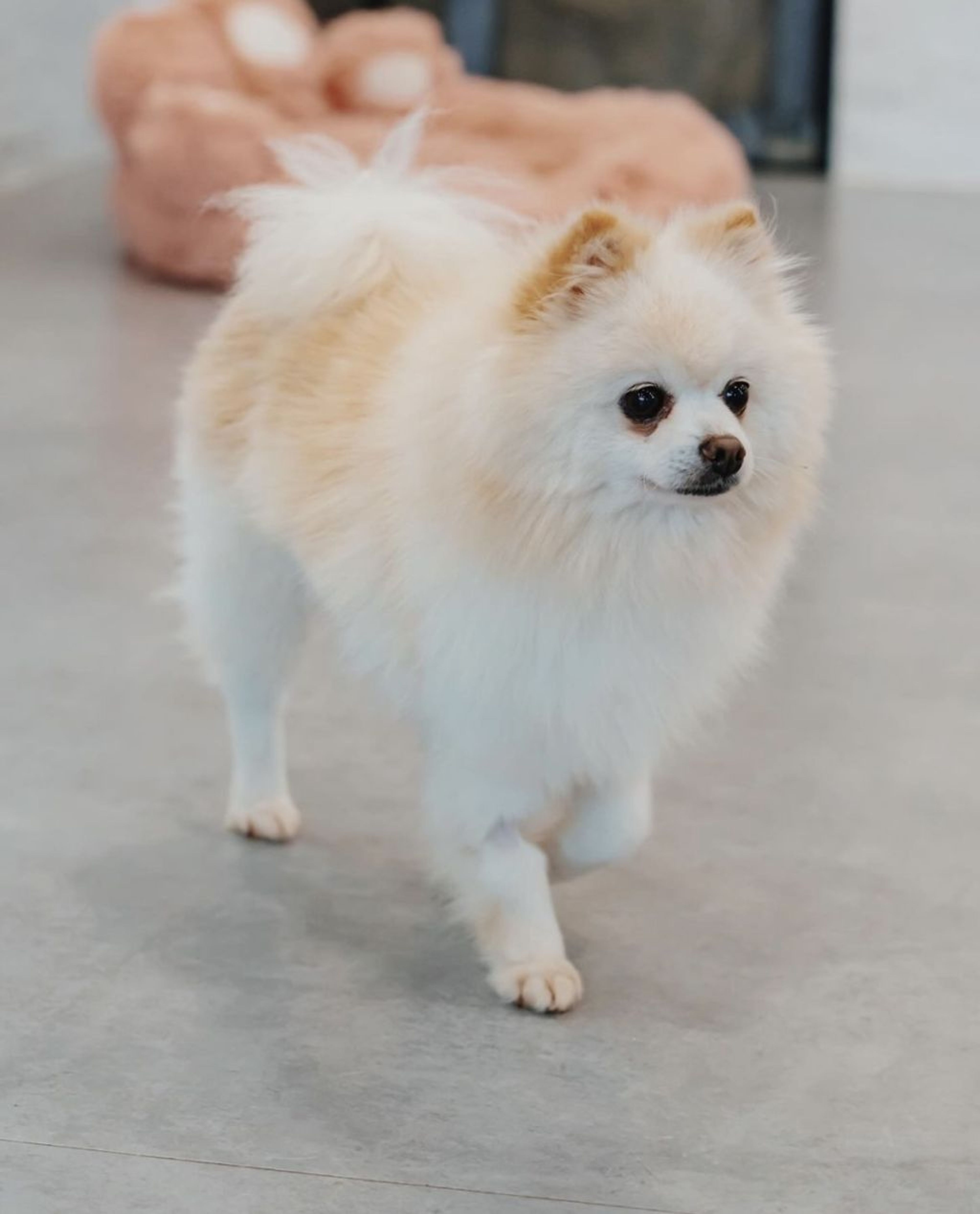 pet-image-4