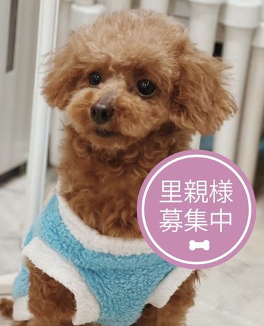 アポロの写真
