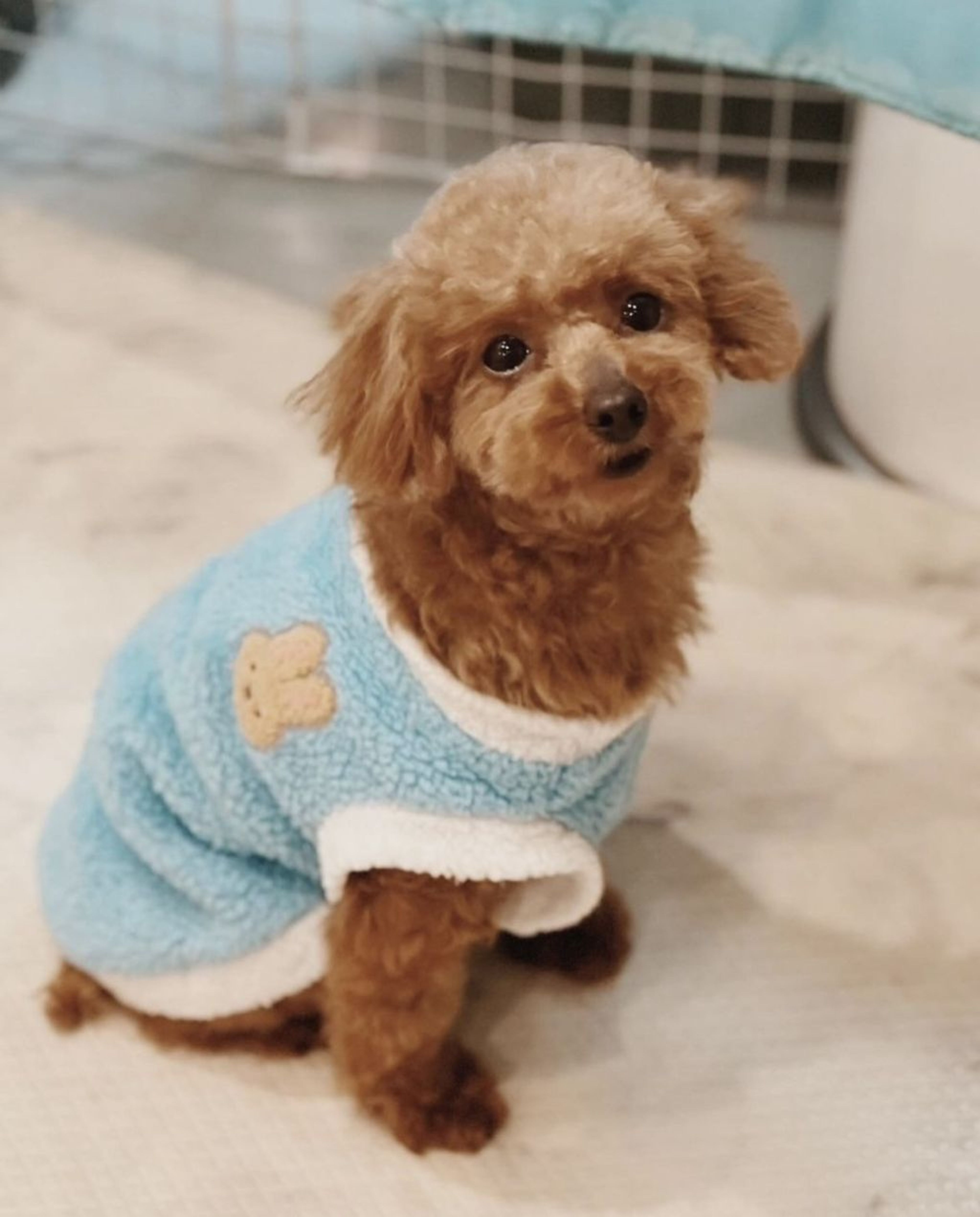 pet-image-2