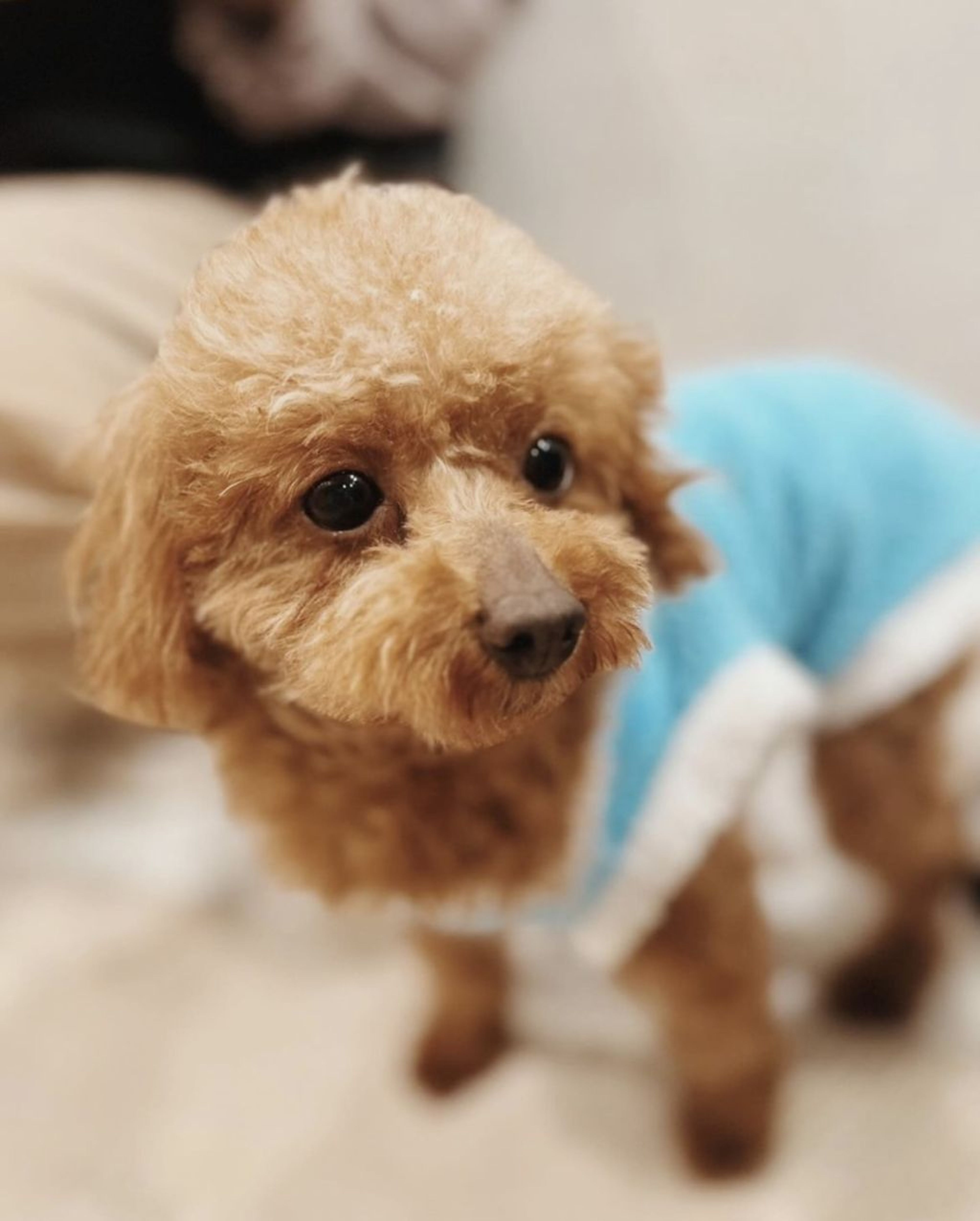 pet-image-3