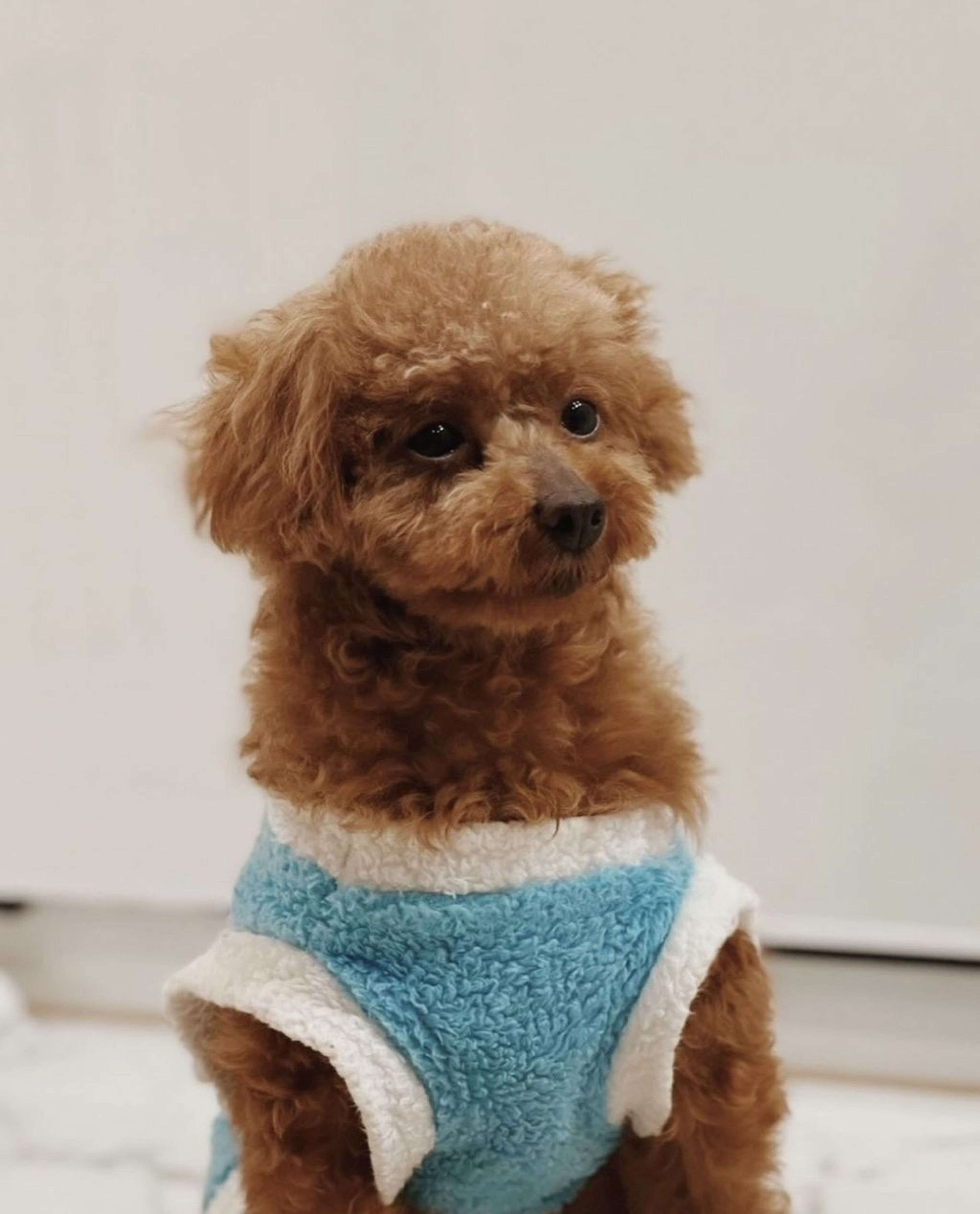 pet-image-4