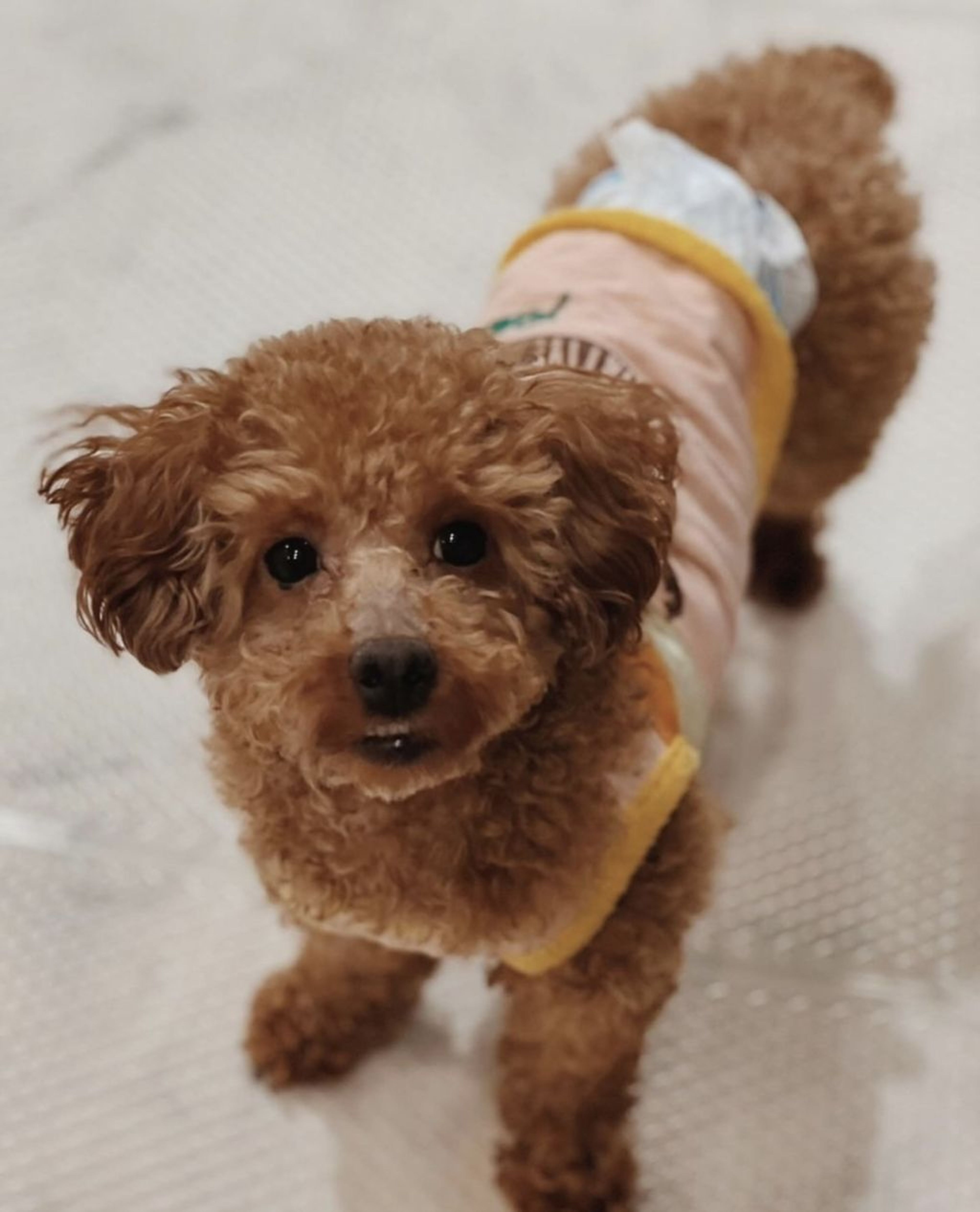 pet-image-2