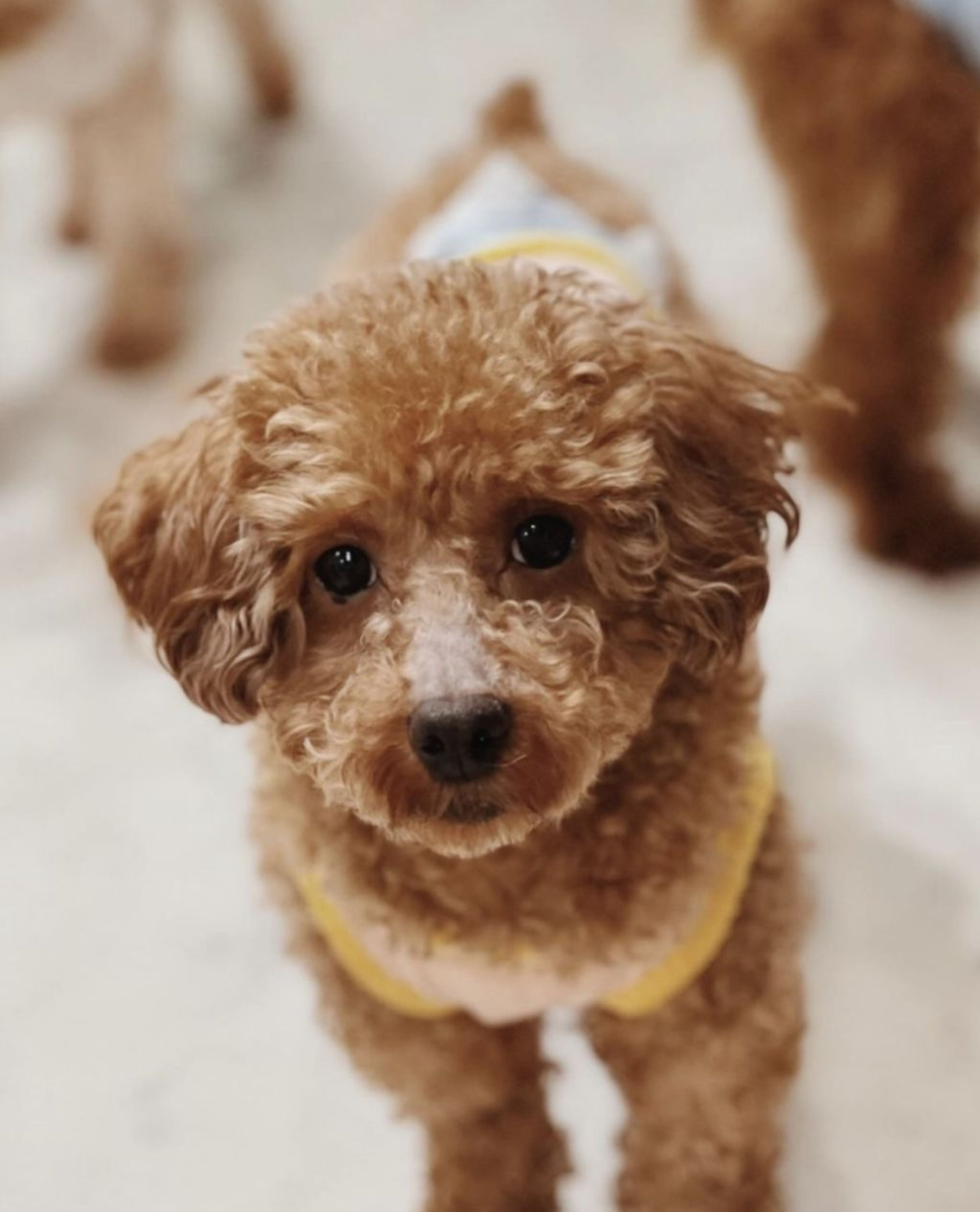 pet-image-3