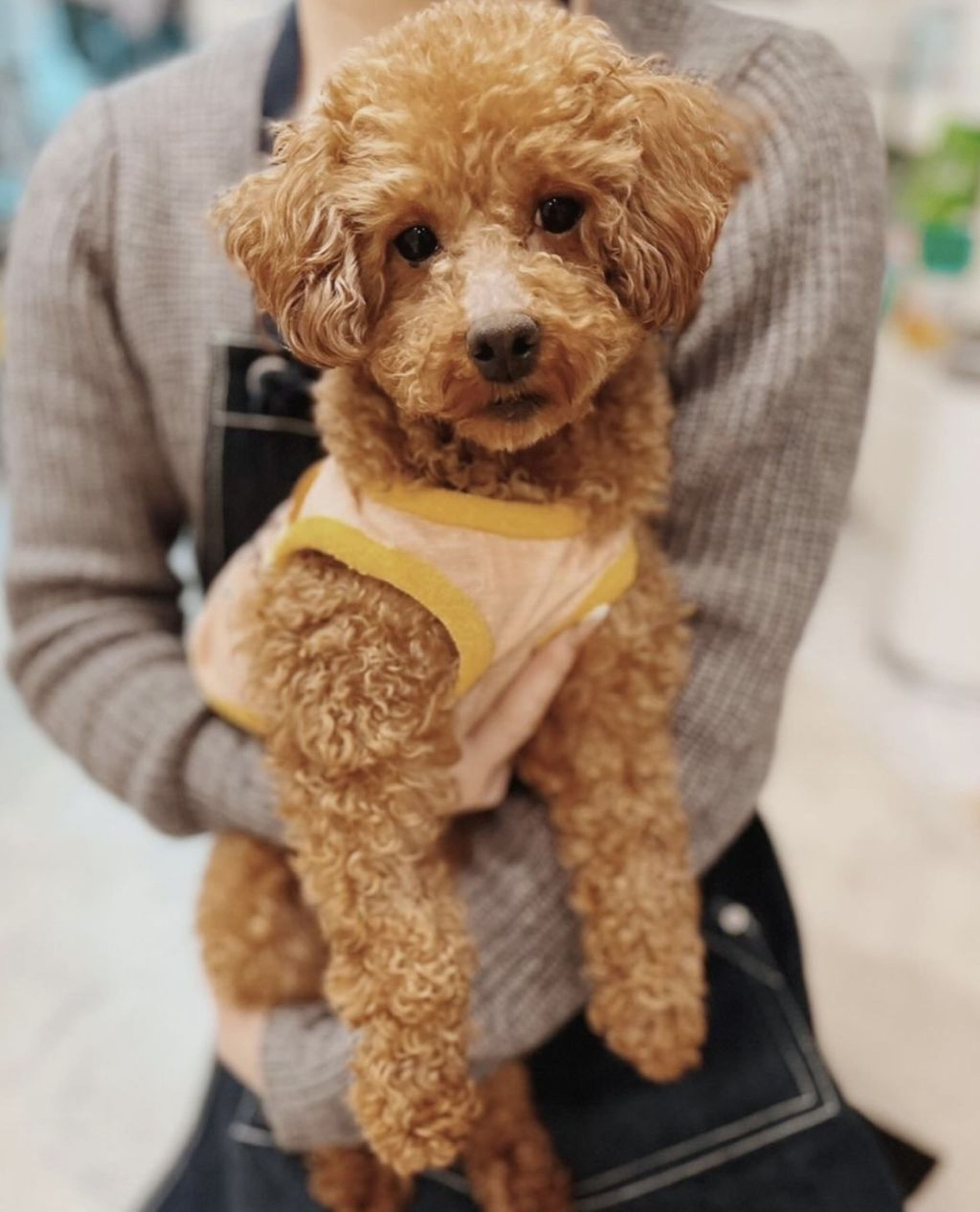 pet-image-4