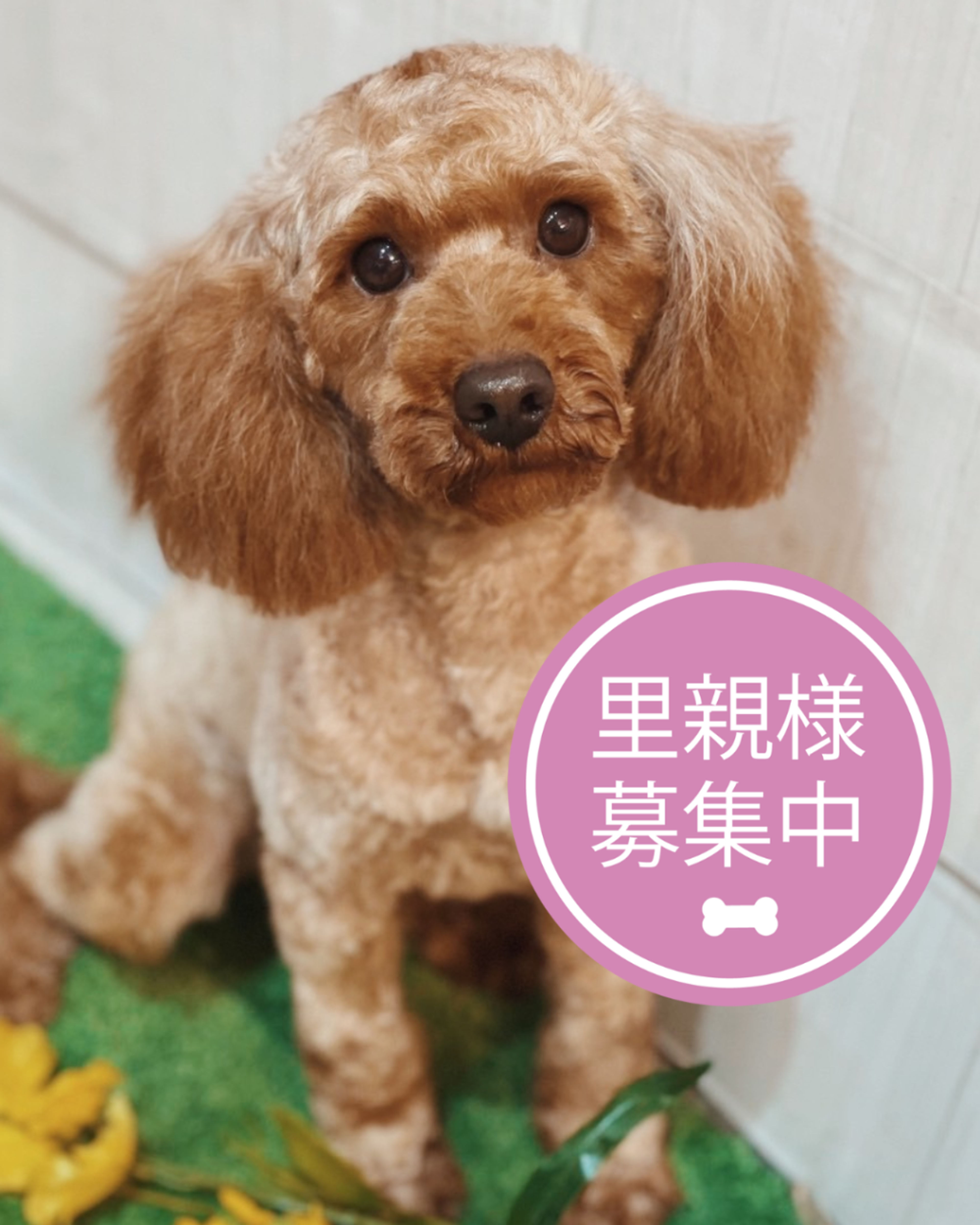 トイプードル・メスの里親募集の写真