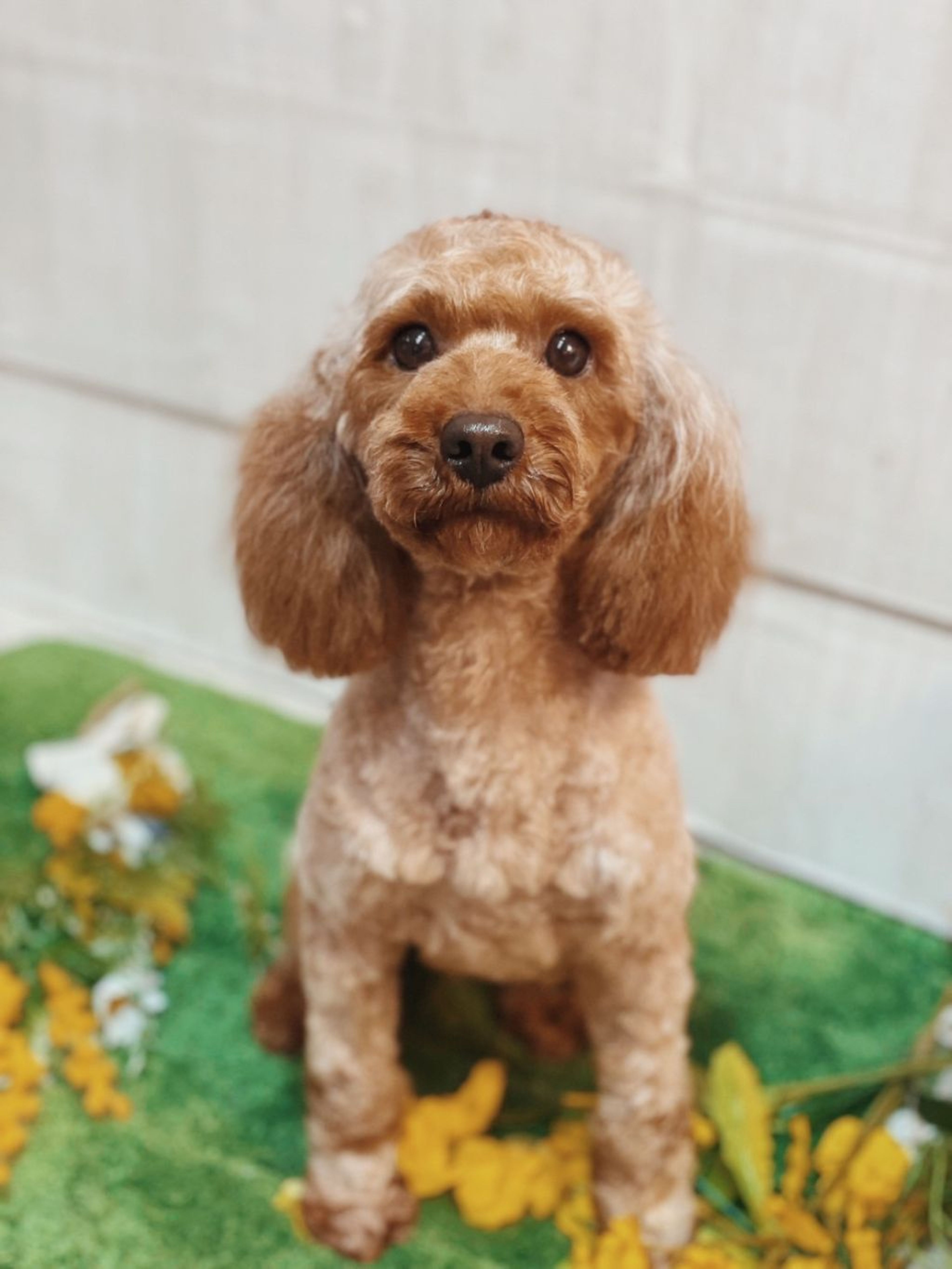 pet-image-2