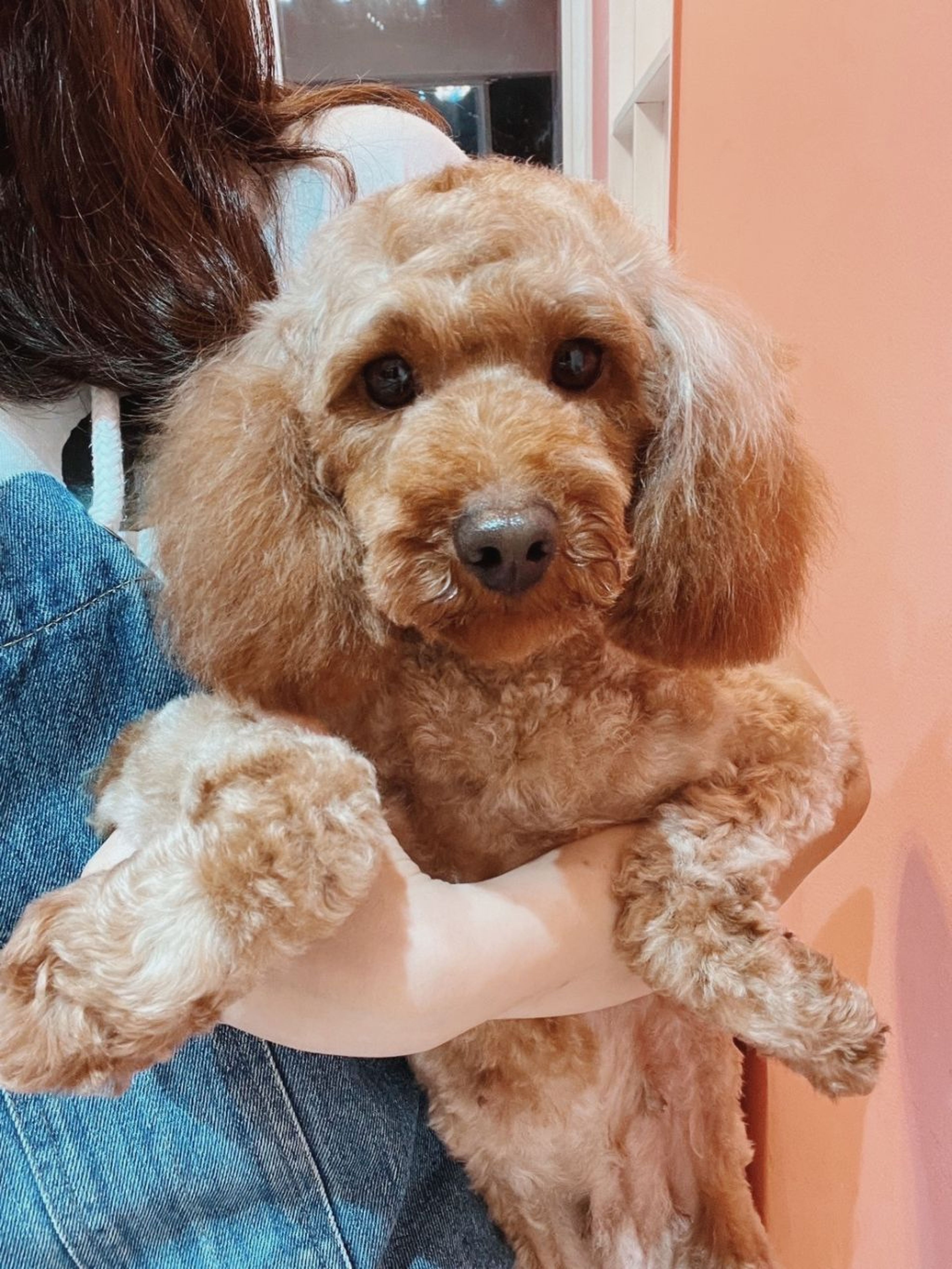 pet-image-3