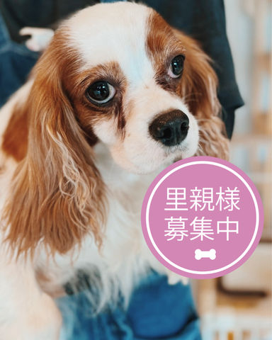 しろねりの写真