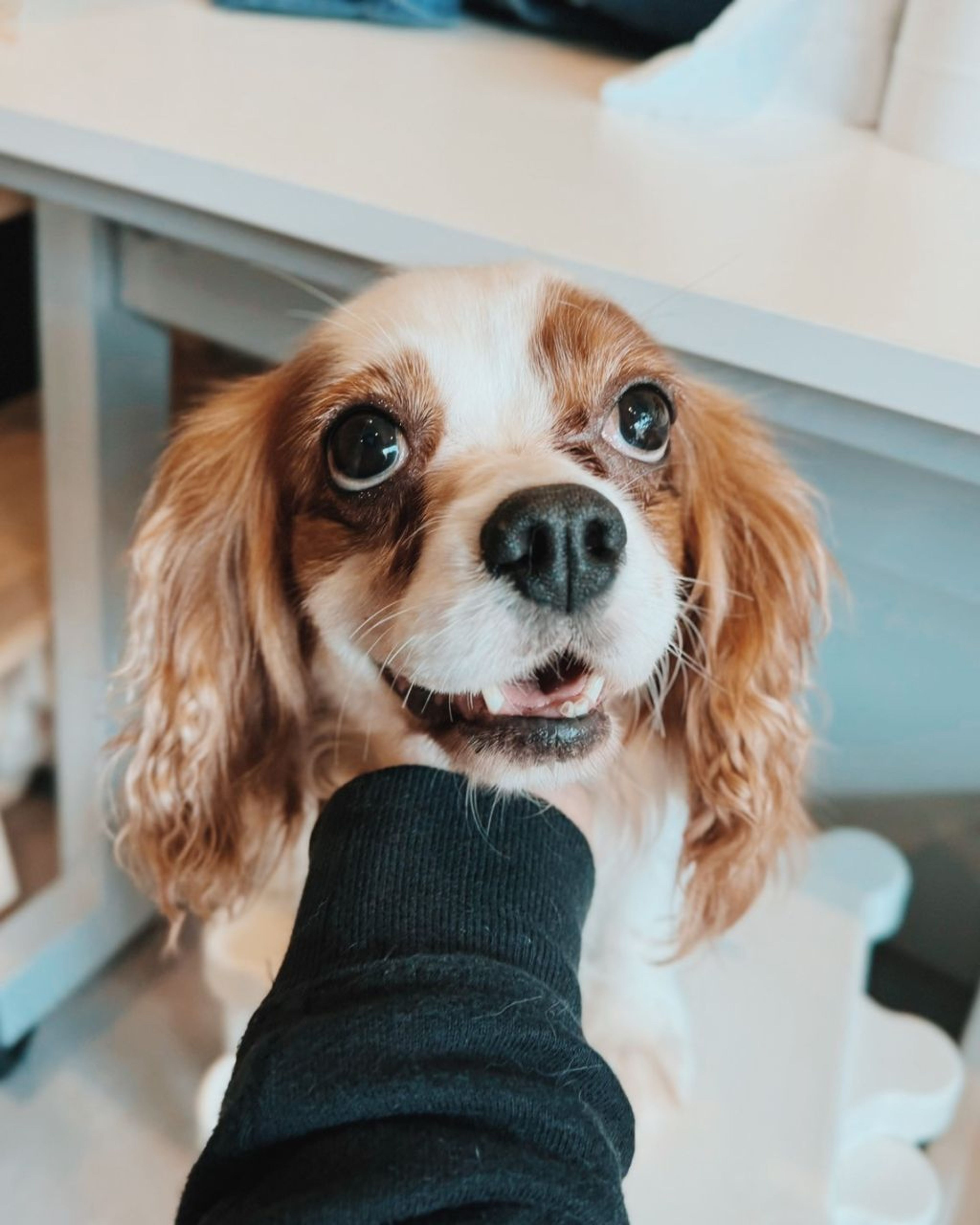pet-image-2